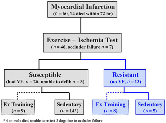 Myocardial Infarction Pathophysiology Flow Chart