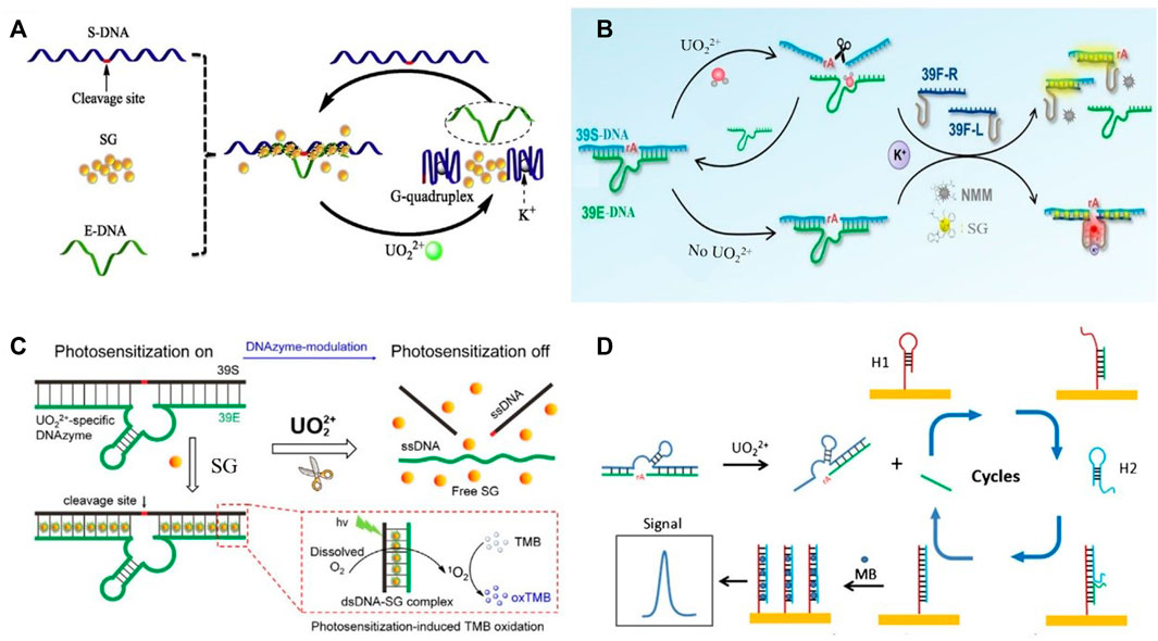 DNAzyme-Based Biosensors: Immobilization Strategies, Applications, and  Future Prospective