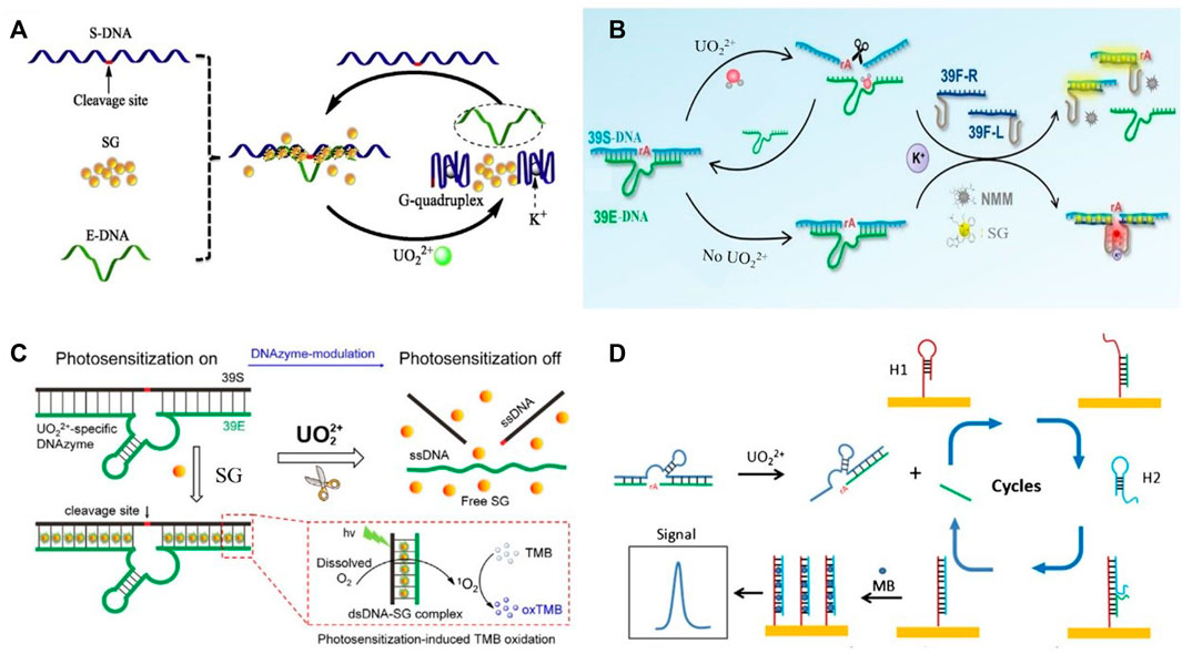 N-methyl mesoporphyrin IX (NMM) as electrochemical probe for