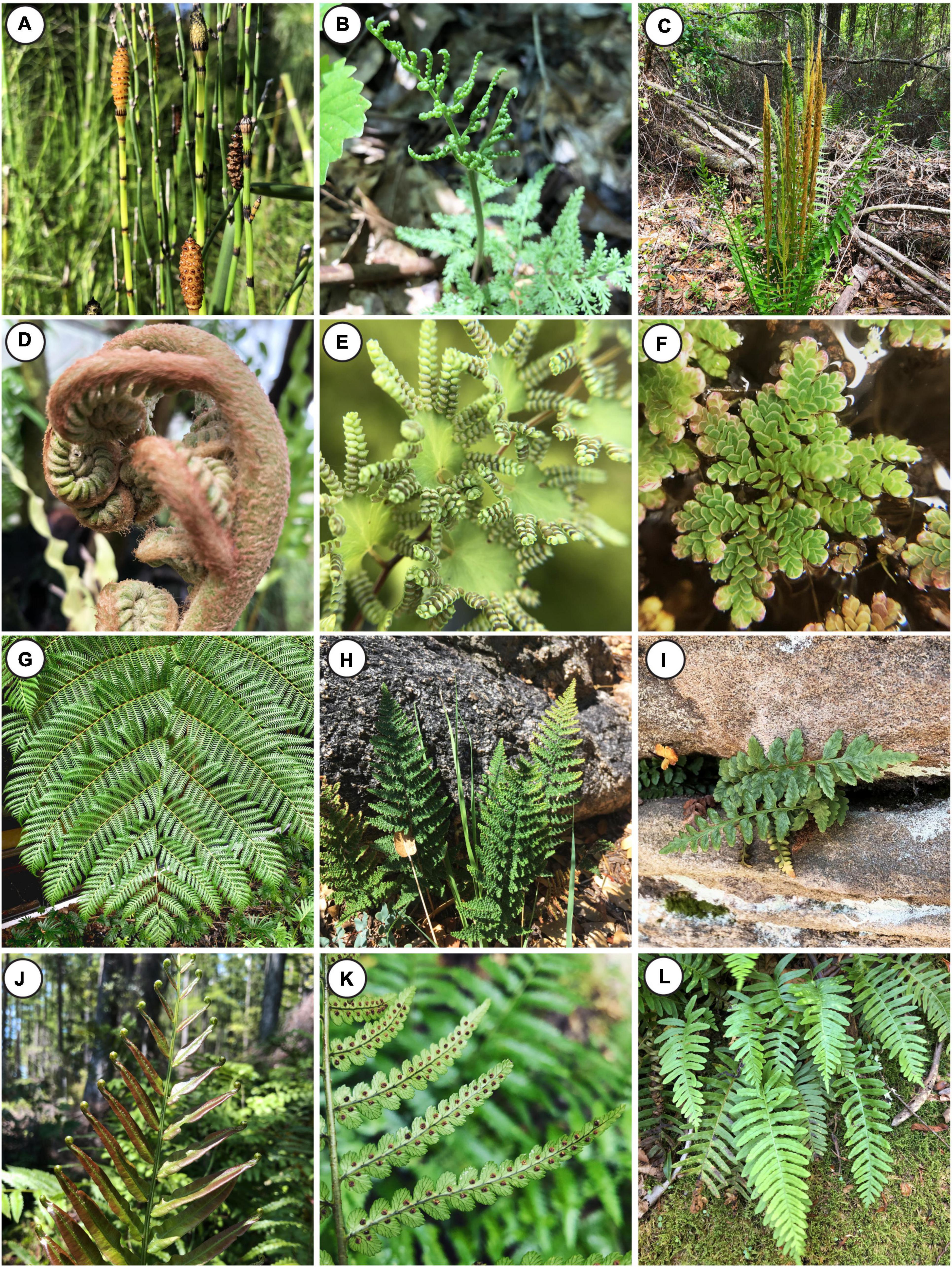 PDF) Micro-morphological characters in Polypodiaceae and its taxonomic significance
