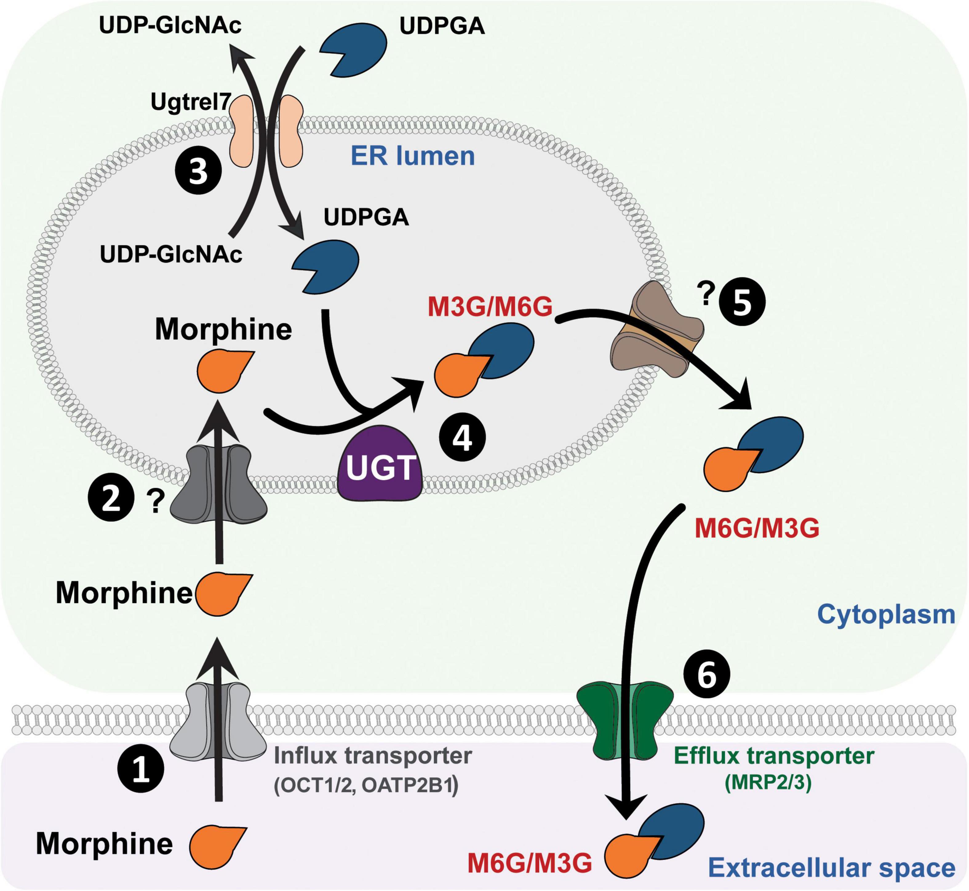 | Morphine-3-Glucuronide, Physiology and Behavior