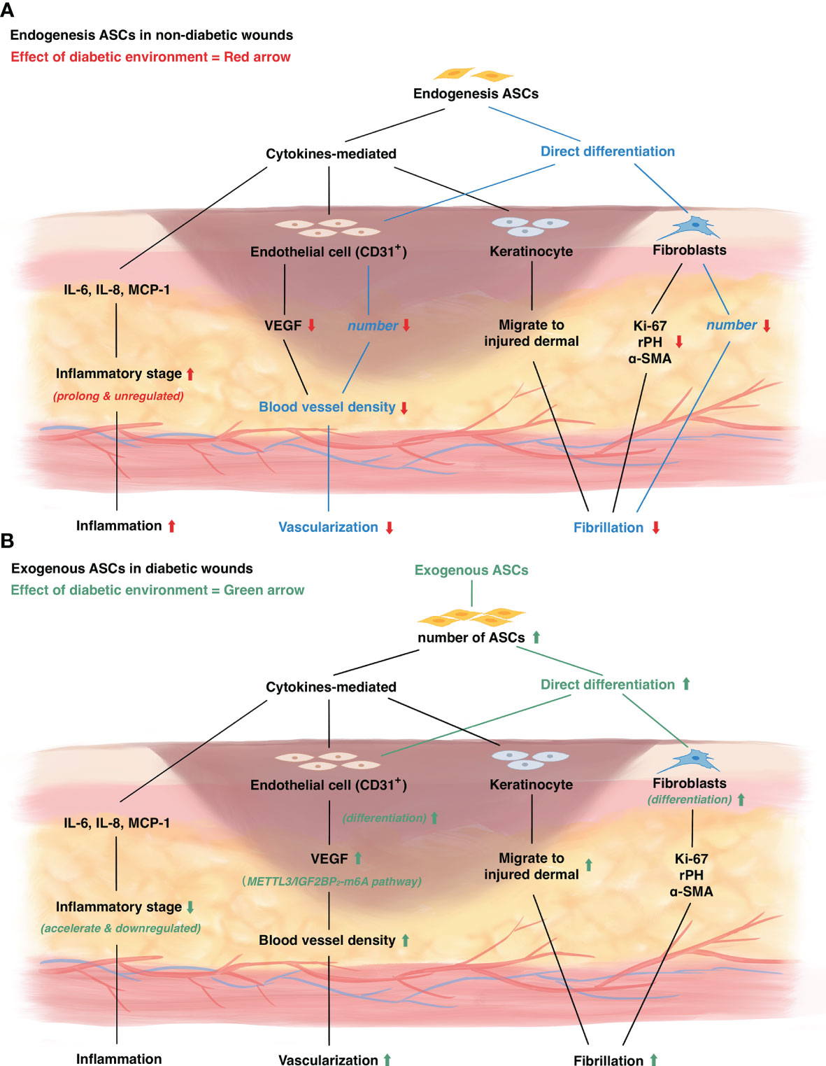 Frontiers  Exploring the contribution of pro-inflammatory cytokines to  impaired wound healing in diabetes