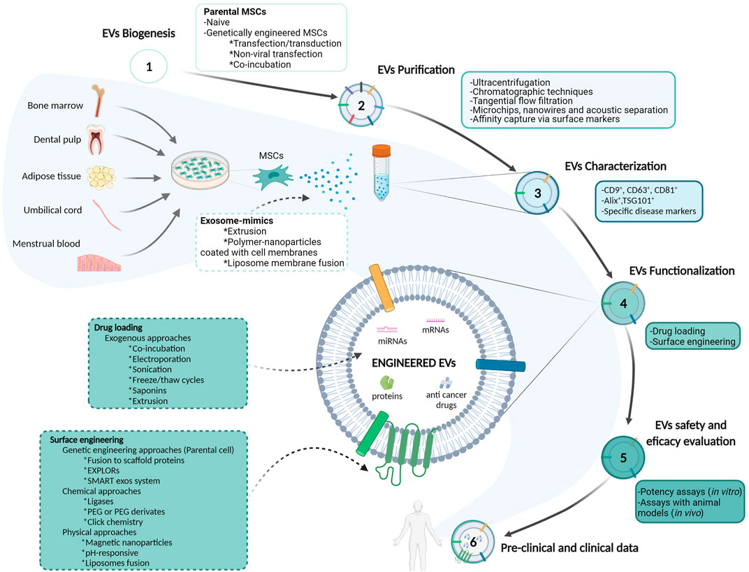 Mesenchymal stromal/stem cell-derived extracellular vesicles in tissue  repair: challenges and opportunities. - Abstract - Europe PMC