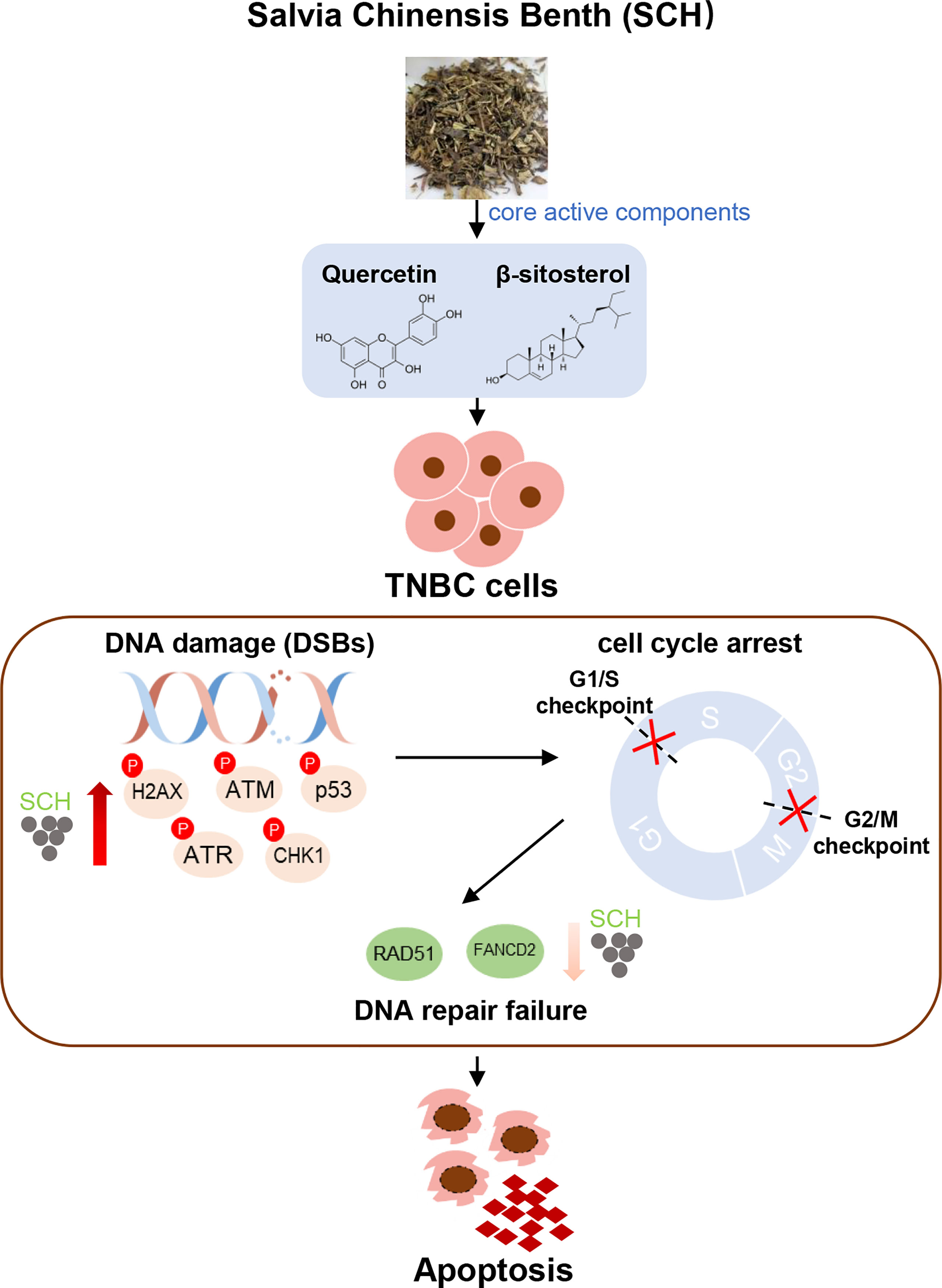 Frontiers | Salvia chinensis Benth Inhibits Triple-Negative Frontiers | Salvia chinensis Benth Inhibits Triple-Negative