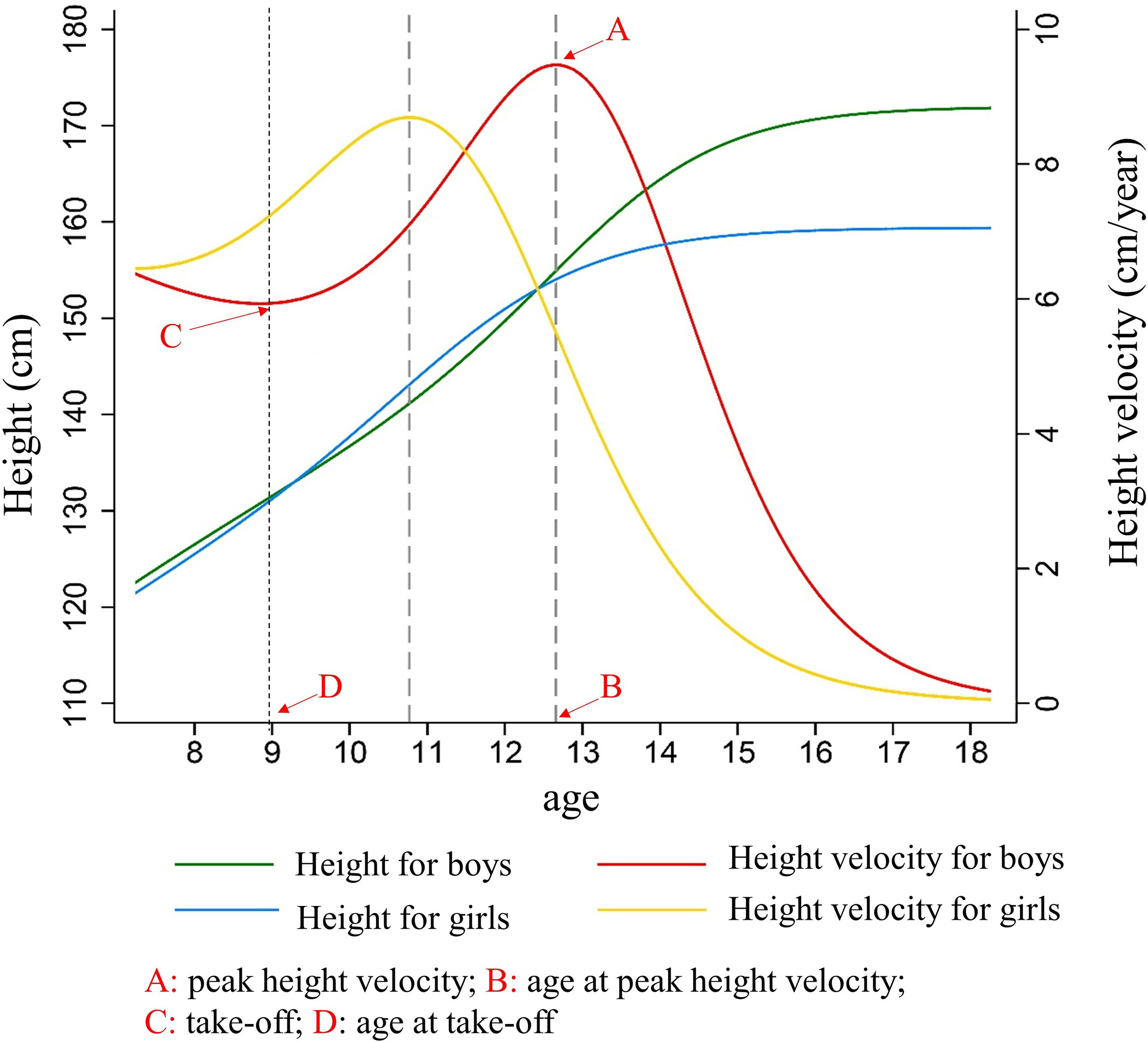 Puberty Growth Chart