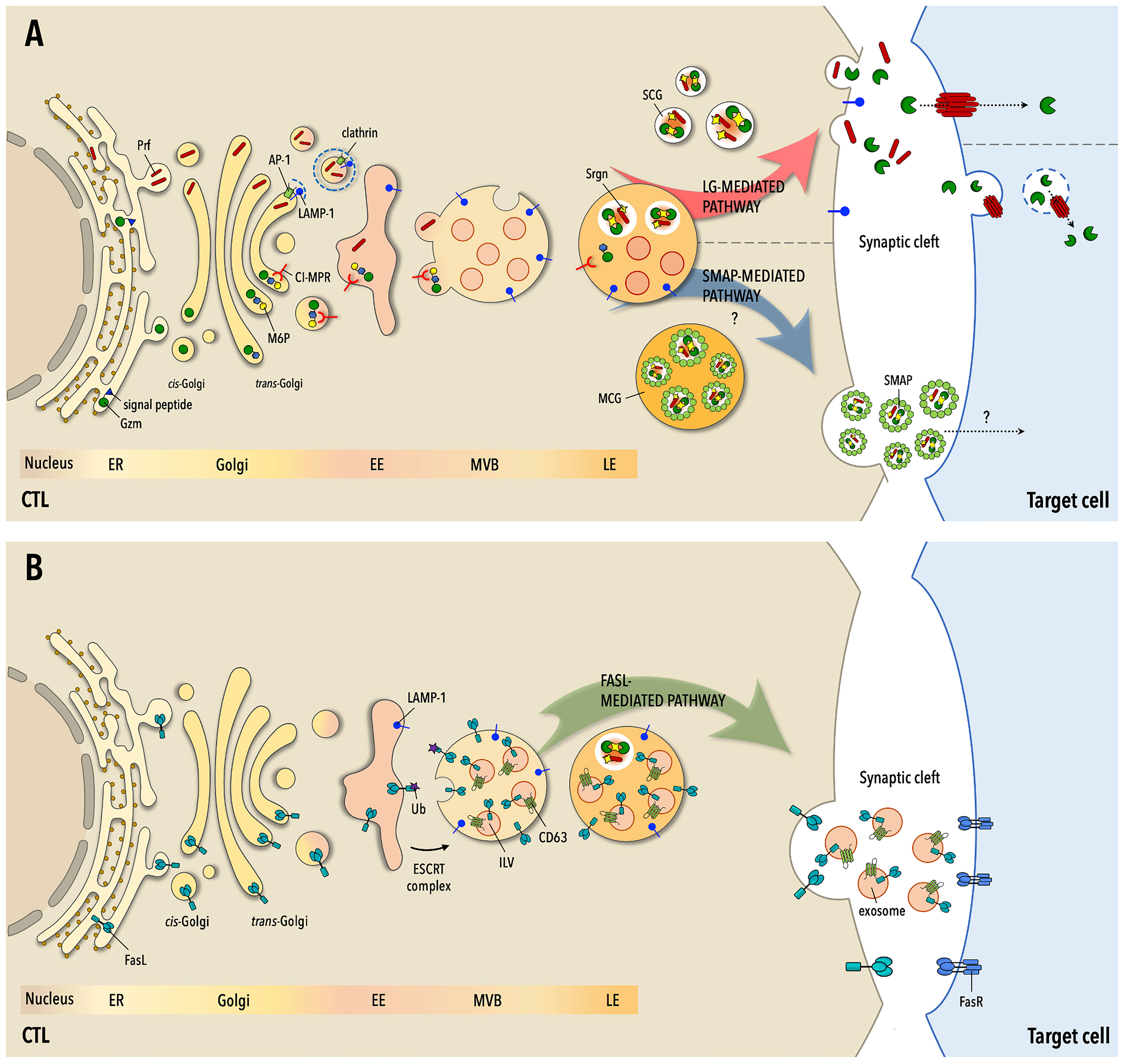 Their cell. Biotinylation Copper chelators Liposomes.