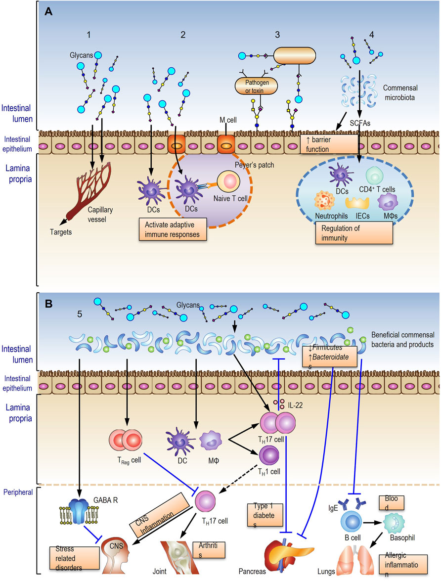Frontiers | Editorial: Action and Mechanism of Herbal Glycans