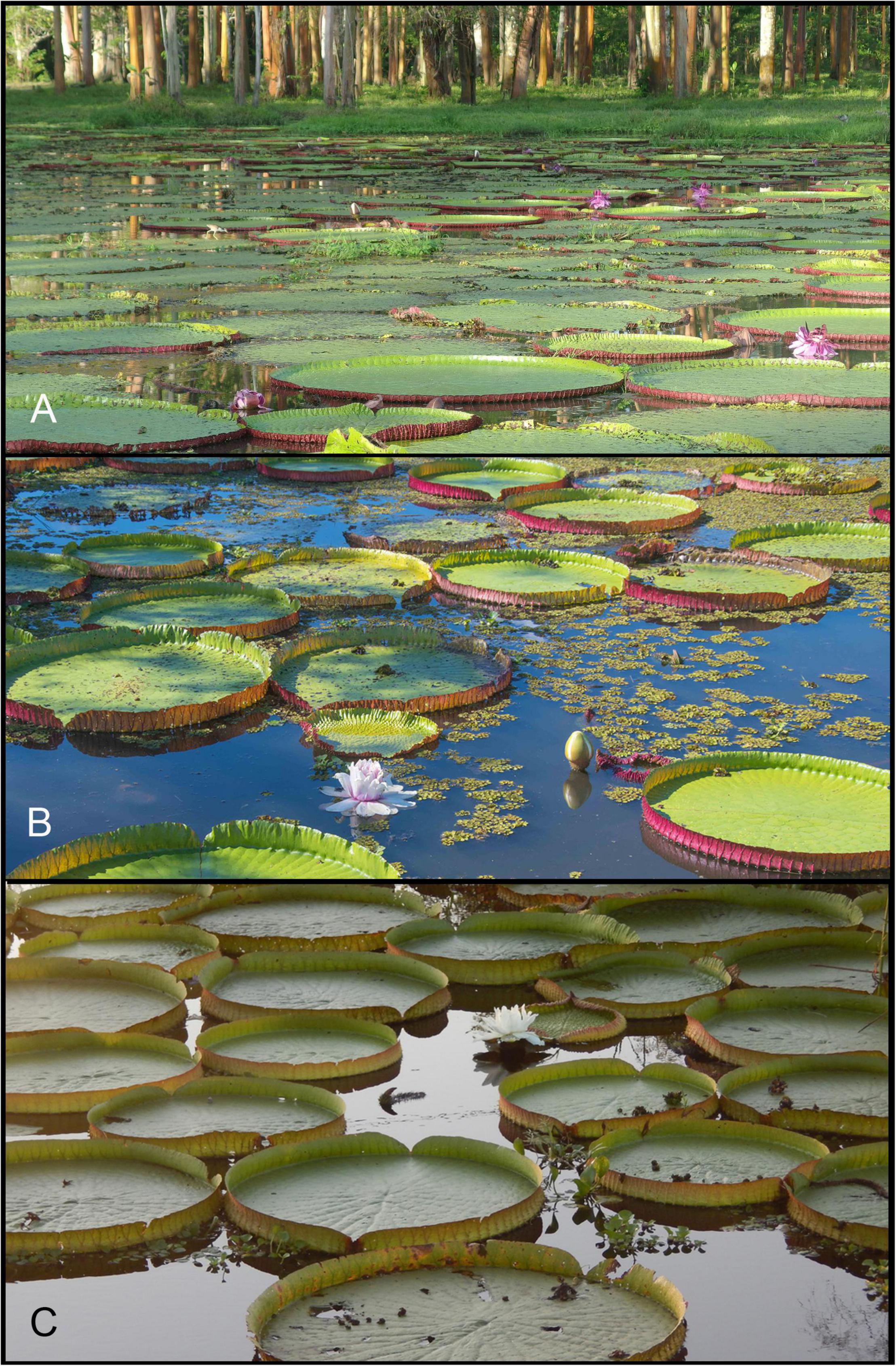 Frontiers | Revised Species Delimitation in the Giant Water Lily Genus  Victoria (Nymphaeaceae) Confirms a New Species and Has Implications for Its  Conservation