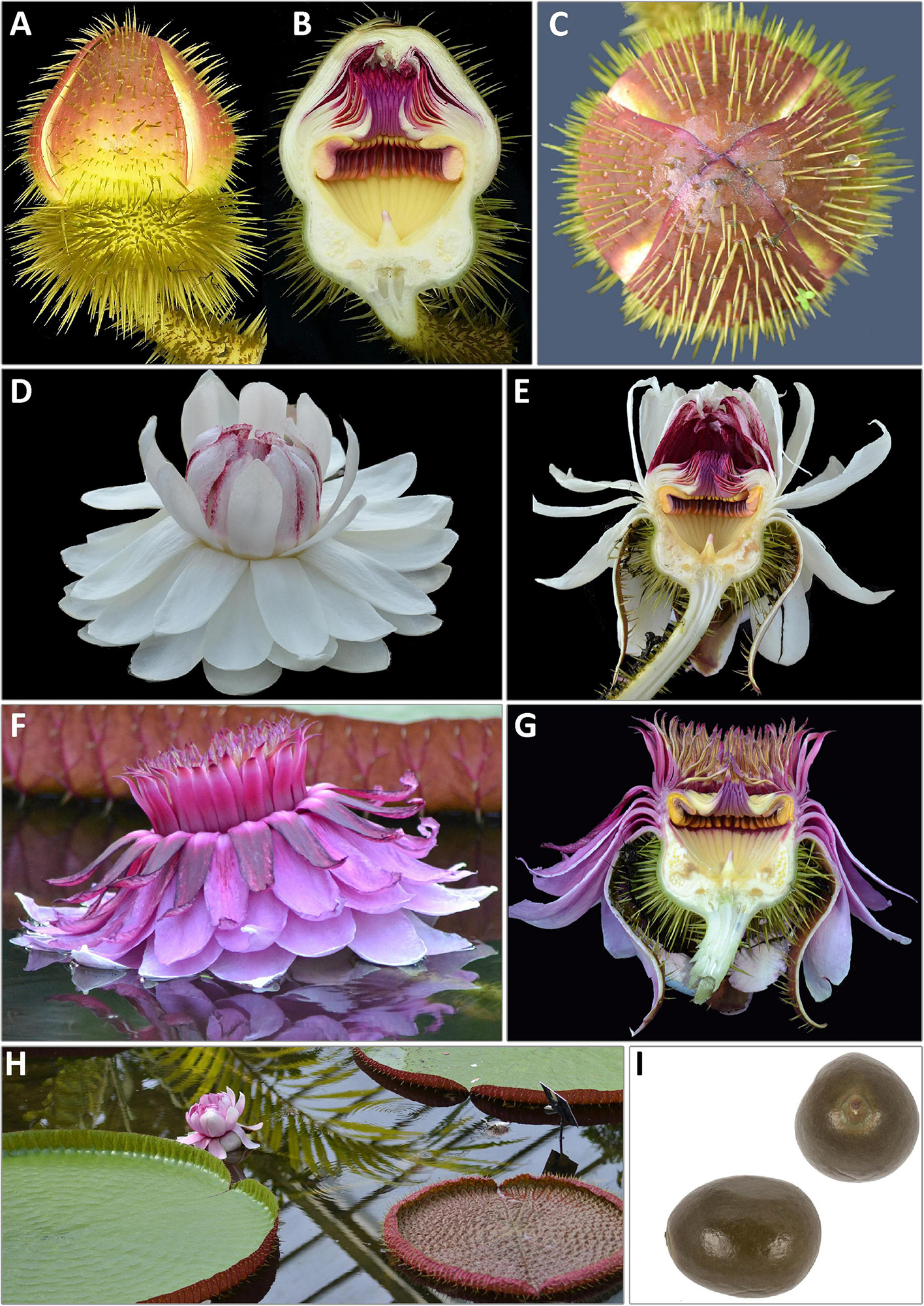 Frontiers  Revised Species Delimitation in the Giant Water Lily Genus  Victoria (Nymphaeaceae) Confirms a New Species and Has Implications for Its  Conservation