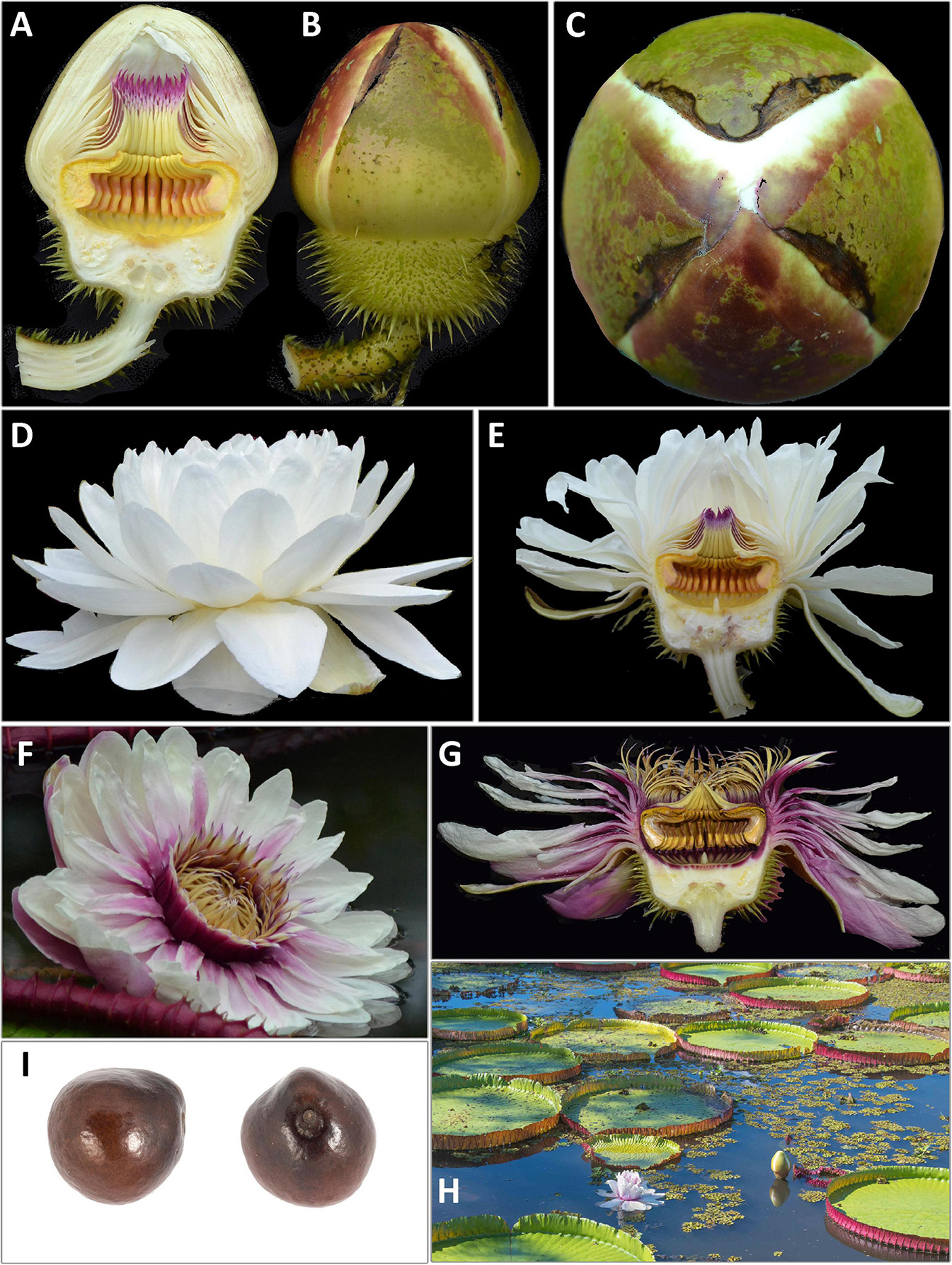 Frontiers  Revised Species Delimitation in the Giant Water Lily Genus  Victoria (Nymphaeaceae) Confirms a New Species and Has Implications for Its  Conservation