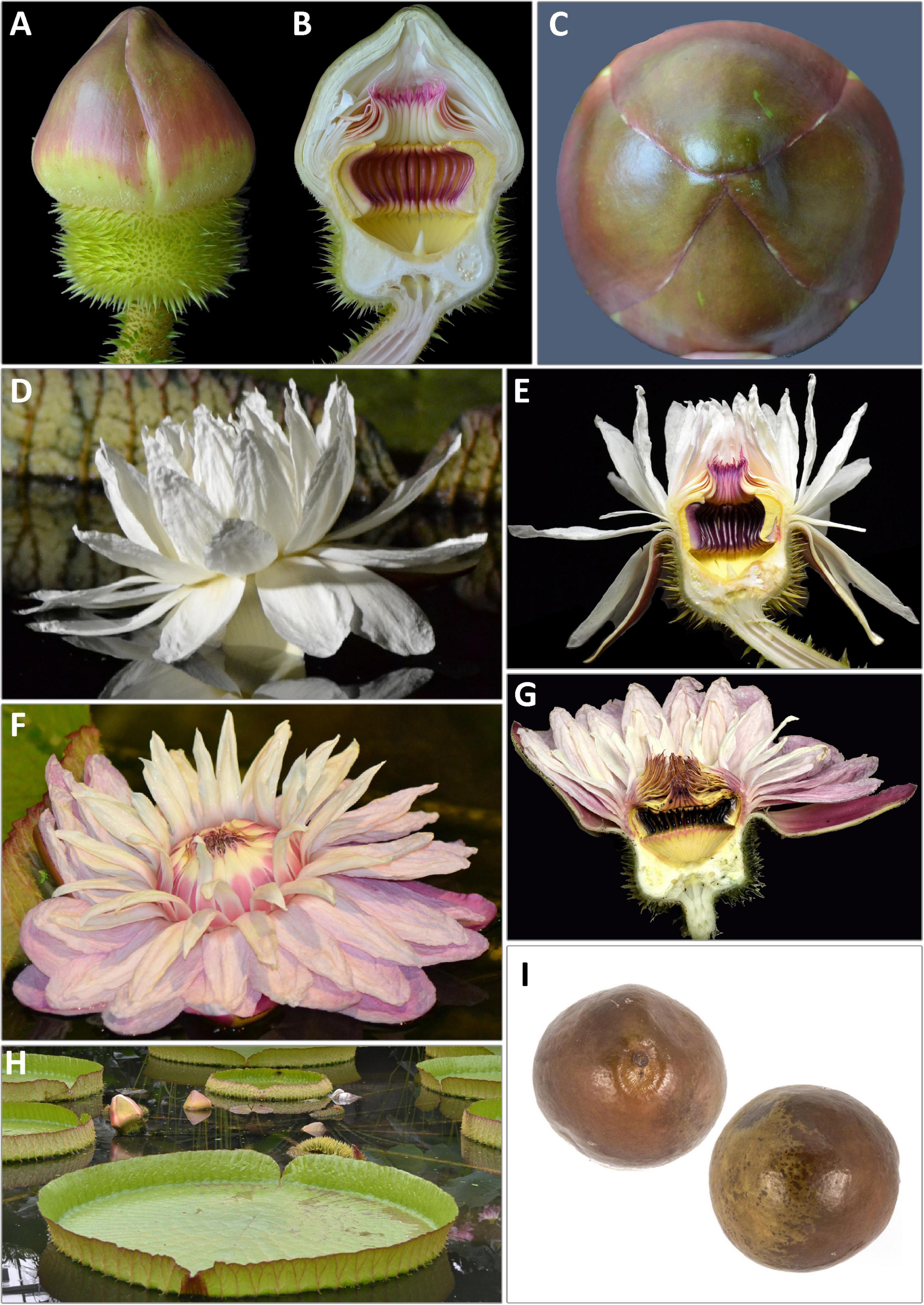 Frontiers  Revised Species Delimitation in the Giant Water Lily Genus  Victoria (Nymphaeaceae) Confirms a New Species and Has Implications for Its  Conservation