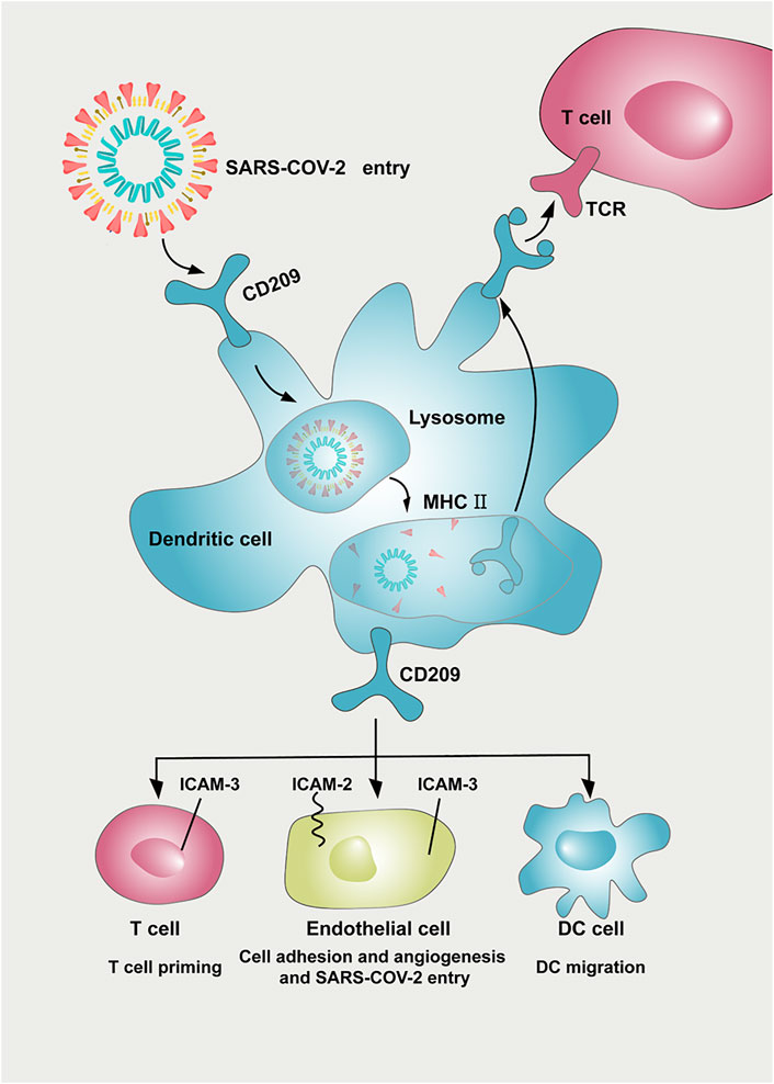 CD209L/L-SIGN and CD209/DC-SIGN Act as Receptors for SARS-CoV-2