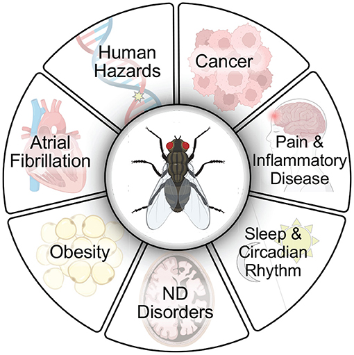 Frontiers  Lysosomal Diseases and Neuropsychiatry: Opportunities