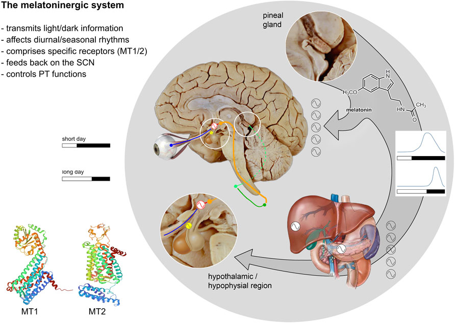 The beating brain: A video captures the organ's rhythmic pulsations - Scope