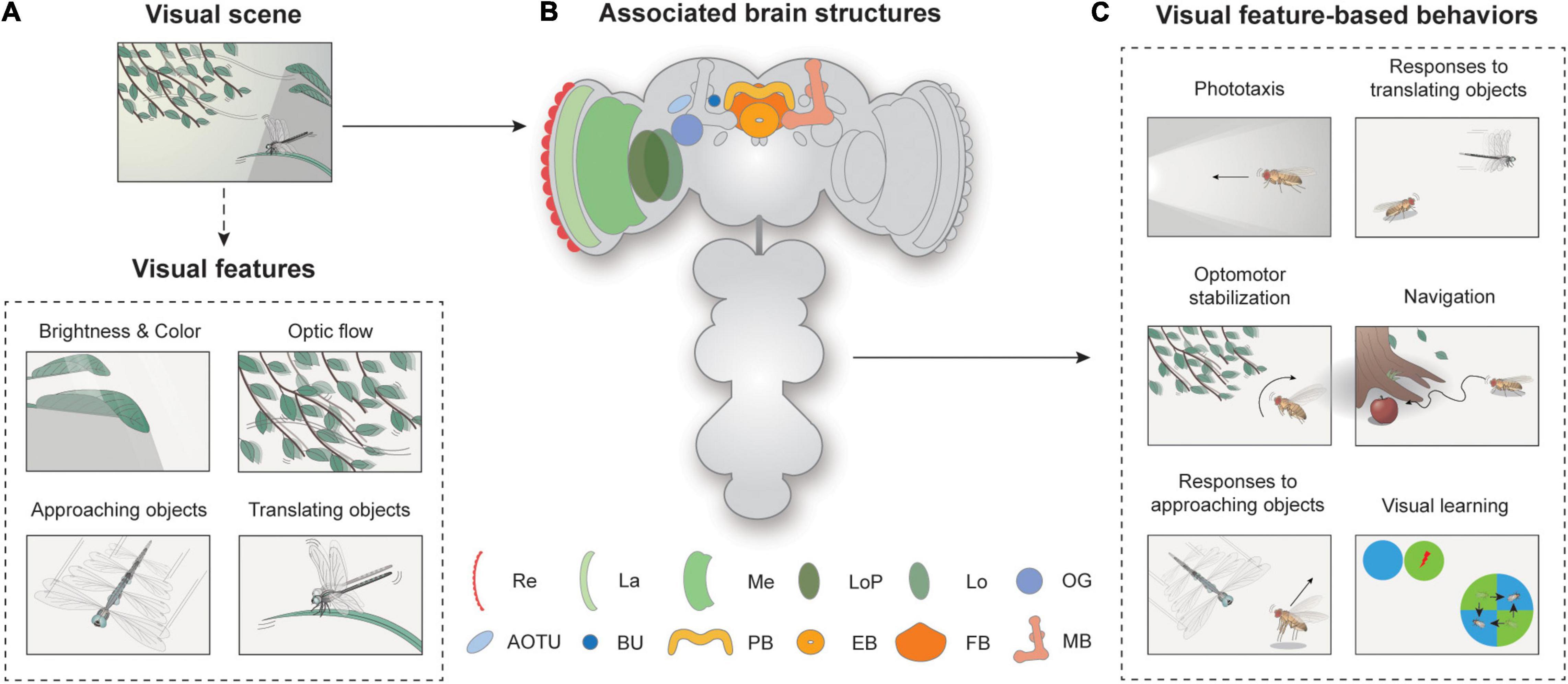 Frontiers | From Photons to Behaviors: Neural Implementations of Visual ...