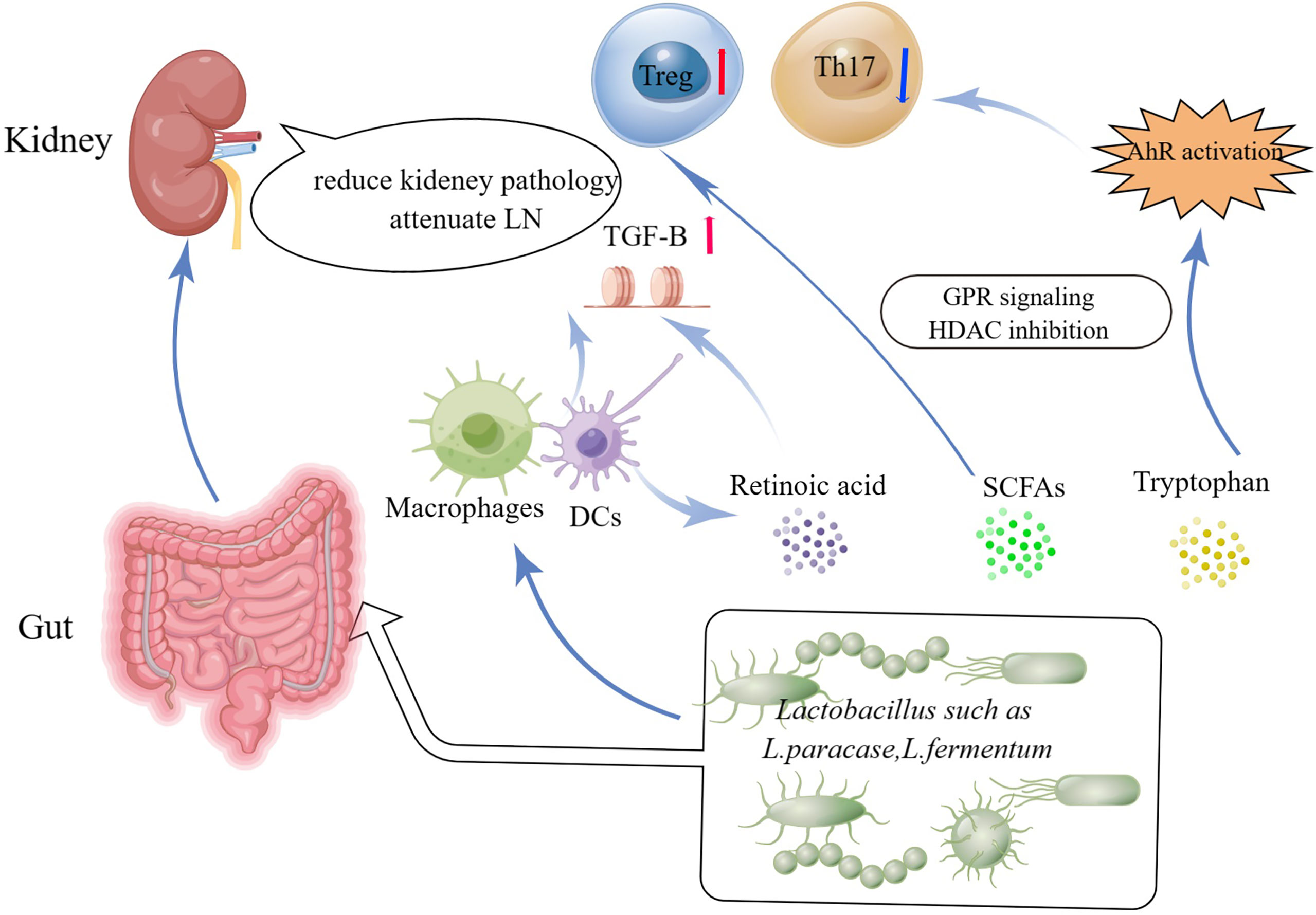 Frontiers Lactobacillus Friend Or Foe For Systemic Lupus Erythematosus