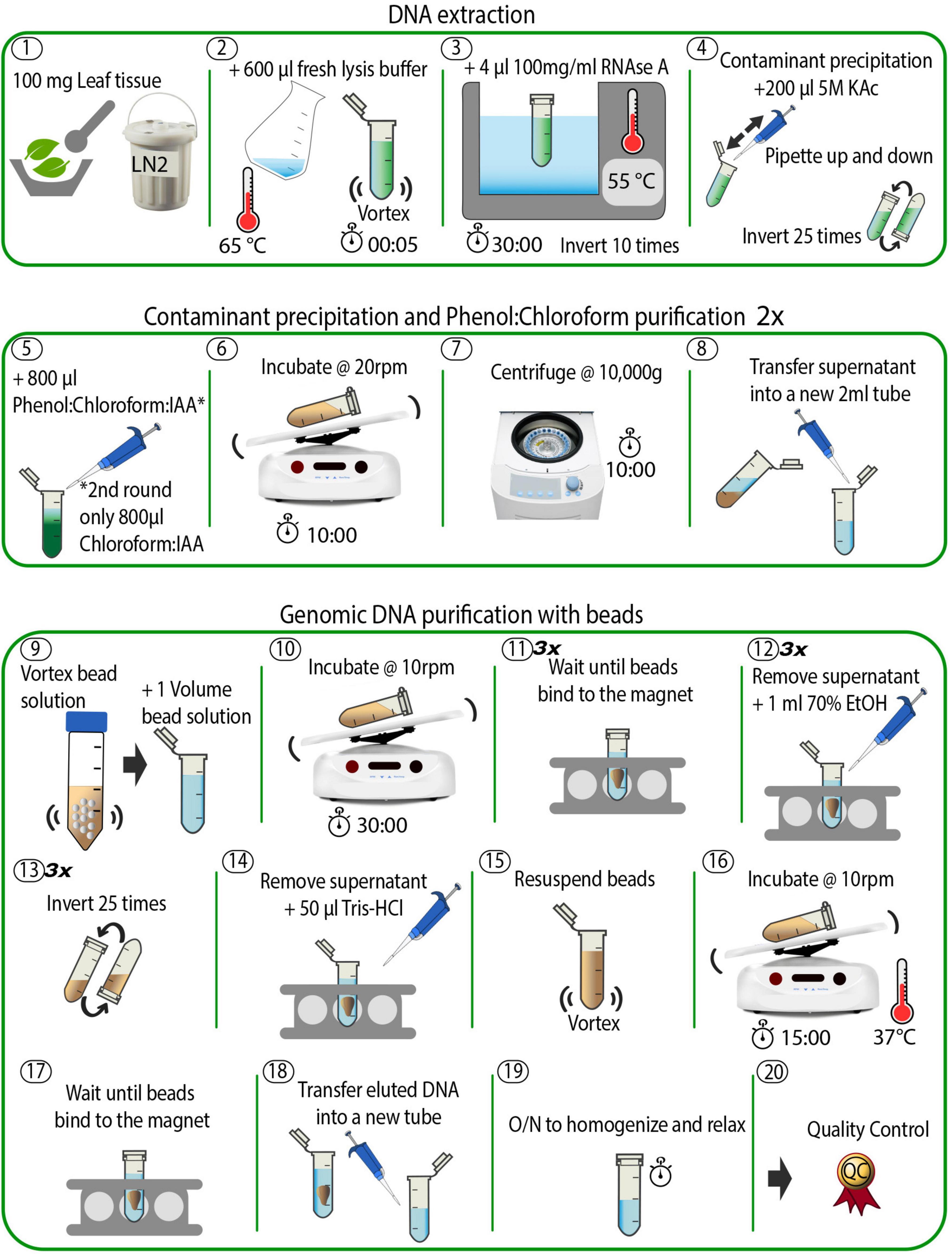 Frontiers | Low-Input High-Molecular-Weight DNA Extraction for Long-Read  Sequencing From Plants of Diverse Families