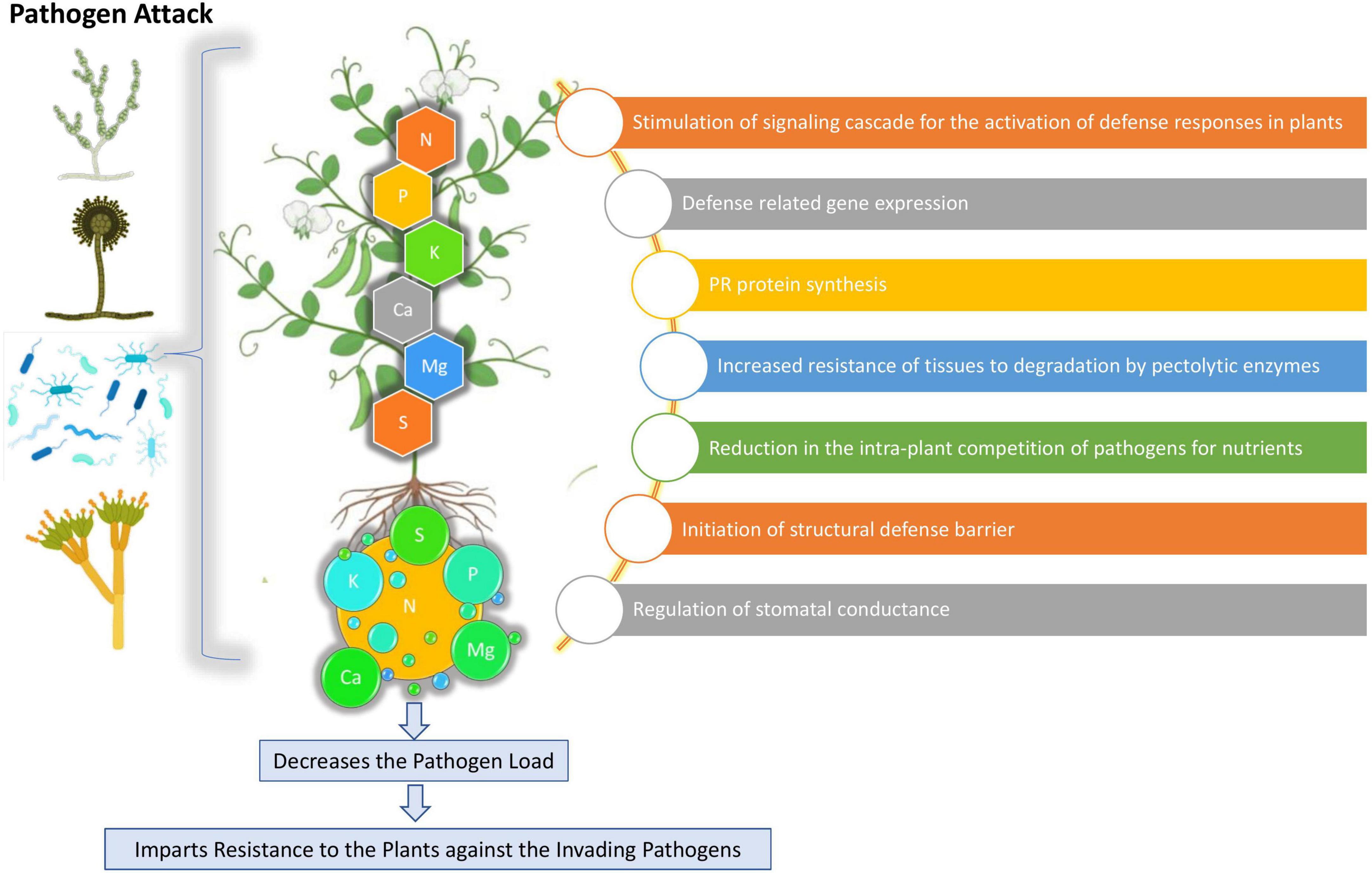 A) Effect of nutrient deficiencies on the specific growth rates