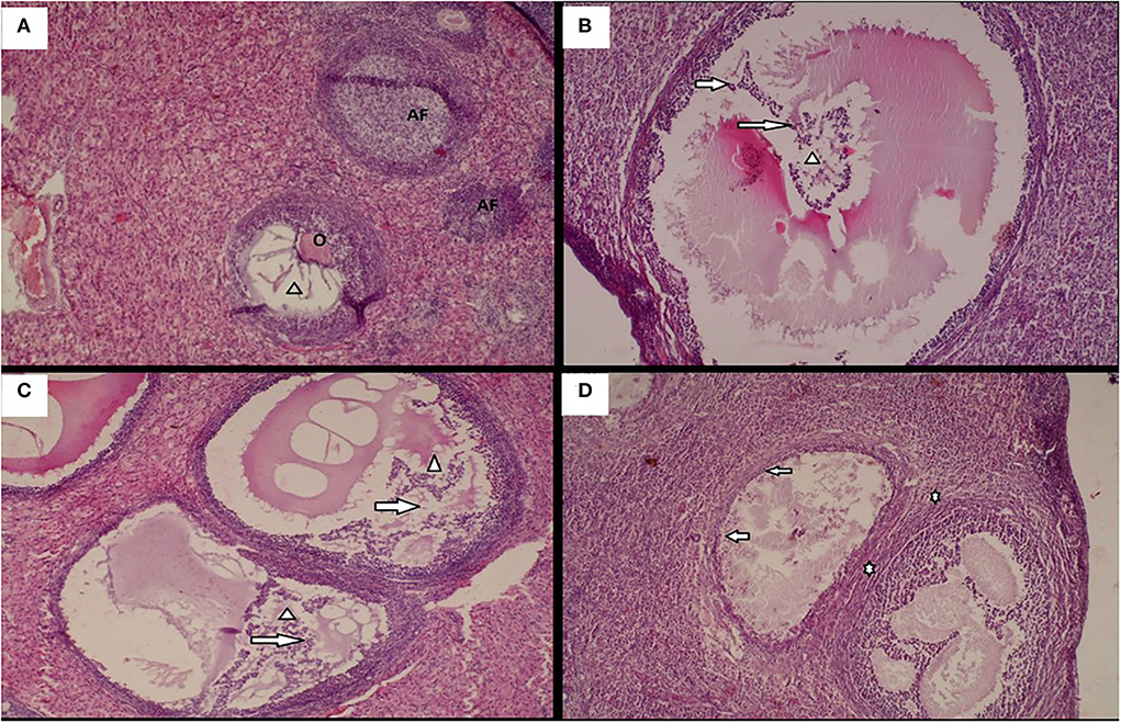 Frontiers | Effects of Moringa oleifera aqueous seed extracts on ...