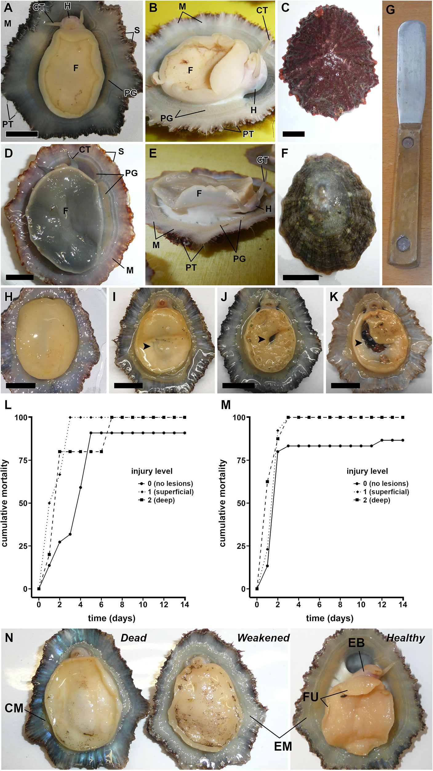 patella törés protokoll