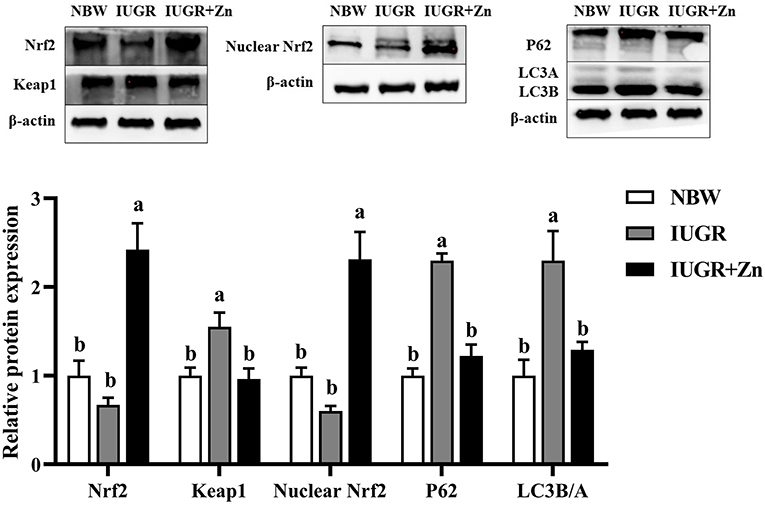 Frontiers  Importance of Zinc Nanoparticles for the Intestinal Microbiome  of Weaned Piglets