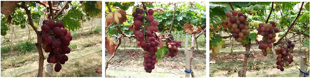 Examining the Effects of Vine Vigor on Grapes