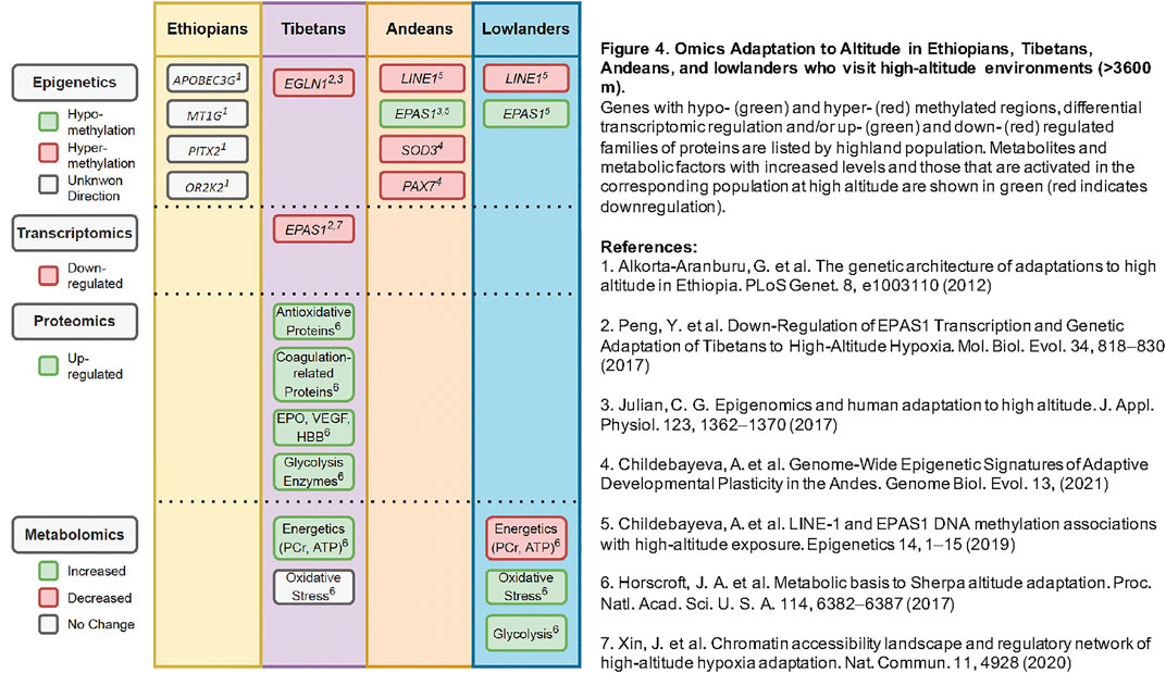 Frontiers Impact of High-Altitude Hypoxia on Bone Defect Repair