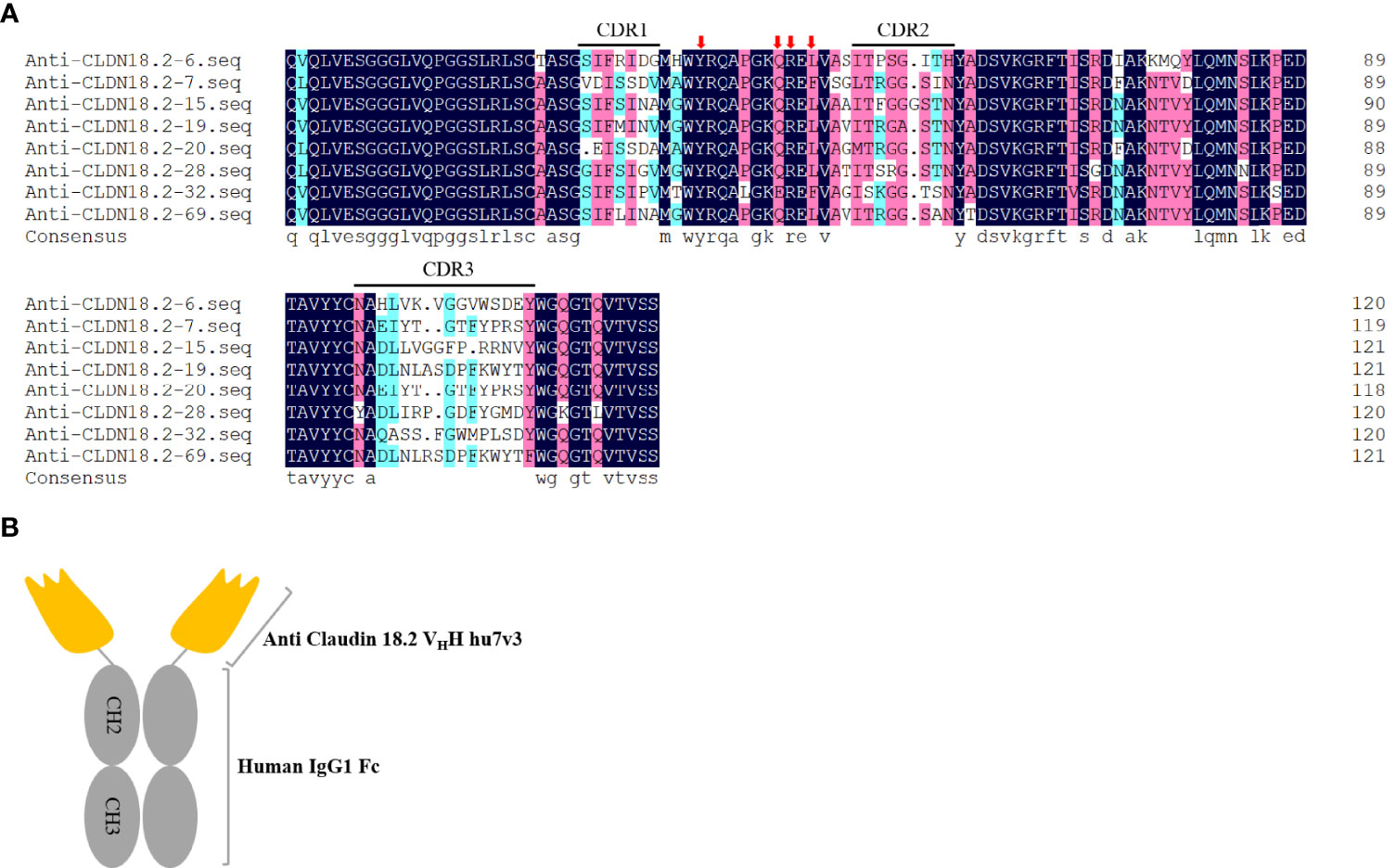 Systems Proteomics View of the Endogenous Human Claudin Protein