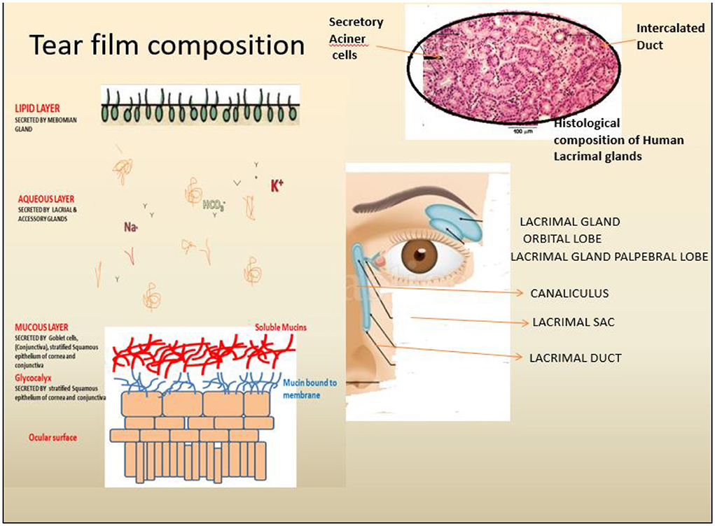 How Tears Work  National Eye Institute