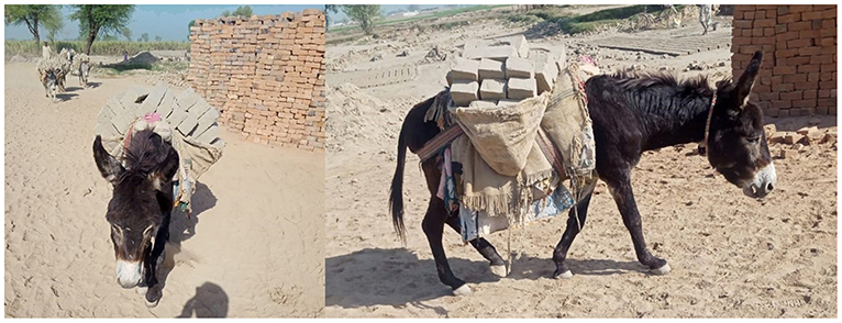 Frontiers | Welfare Concerns for Mounted Load Carrying by Working Donkeys  in Pakistan