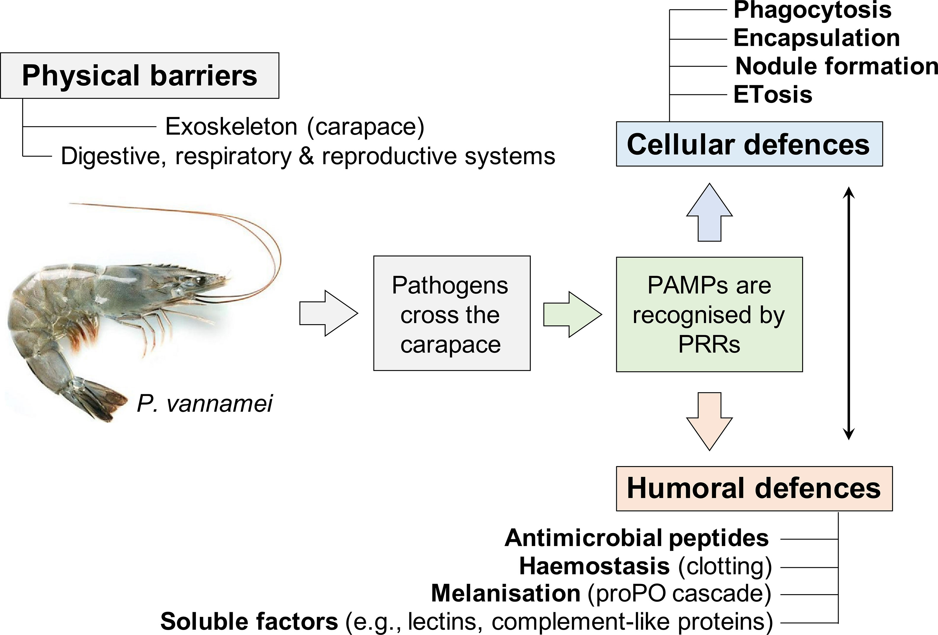 Proper method to dose Bacter AE - Care, feeding and breeding - The Shrimp  Spot