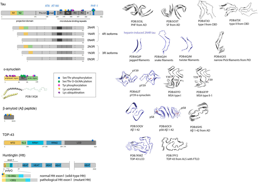 Minimal genetically encoded tags for fluorescent protein labeling