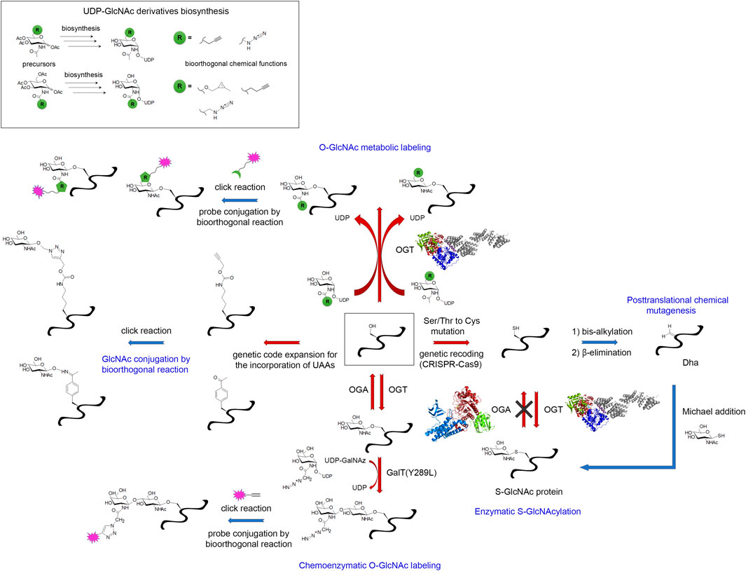 Minimal genetically encoded tags for fluorescent protein labeling in living  neurons