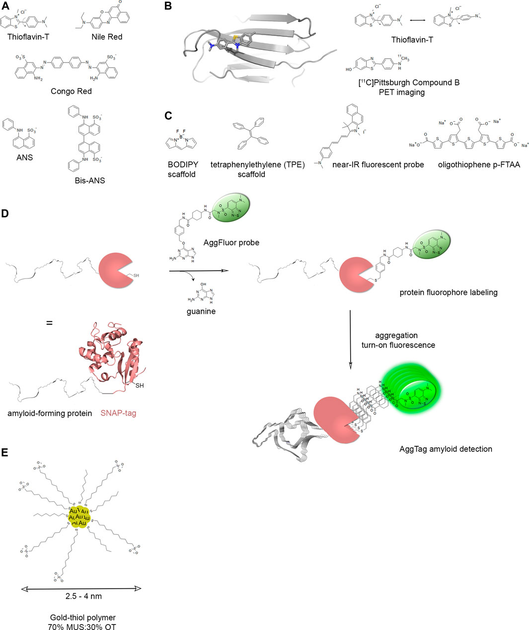 Post-translational insertion of boron in proteins to probe and