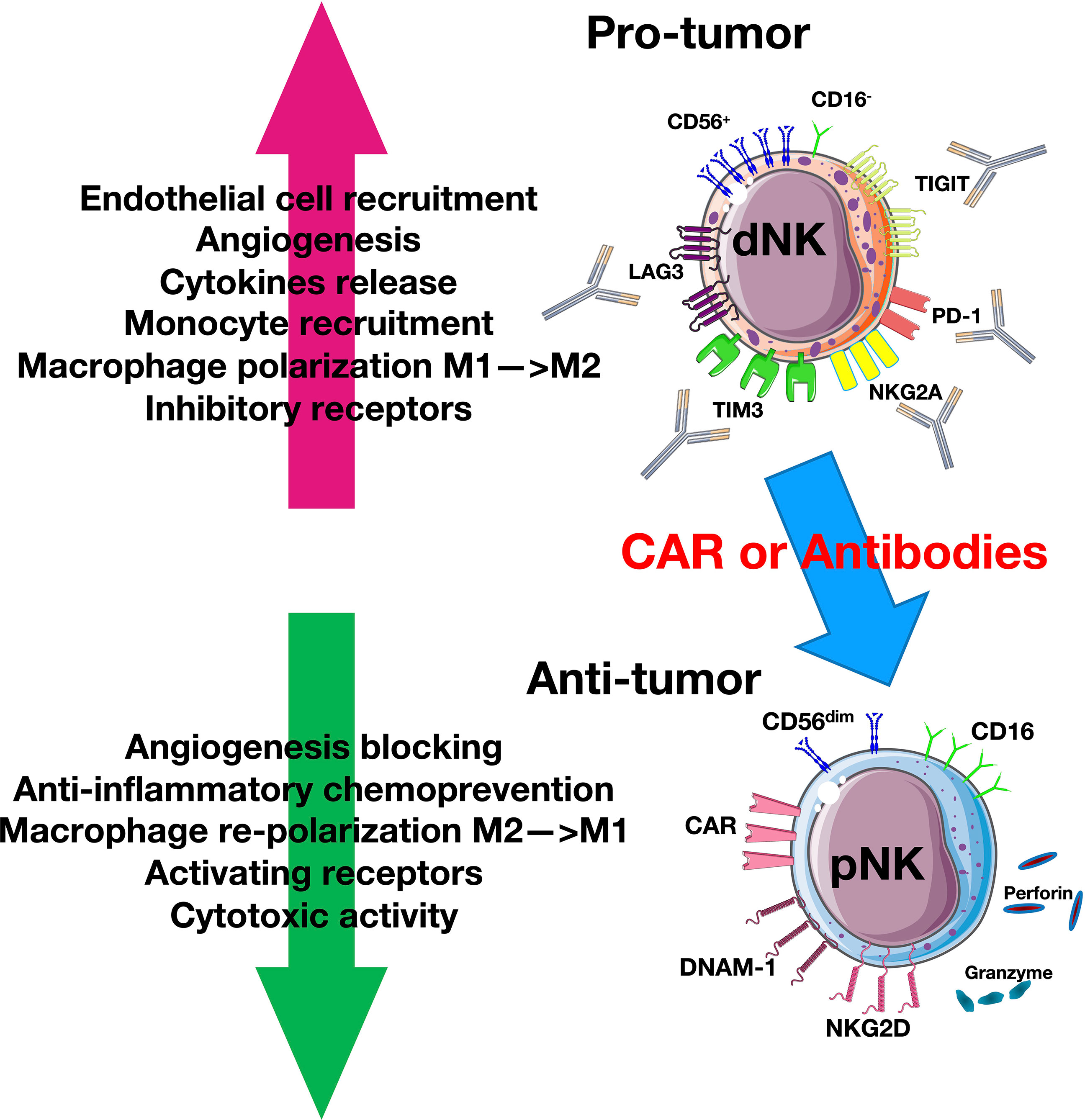 Norepinephrine inhibits the cytotoxicity of NK92‑MI cells via the β2 ...