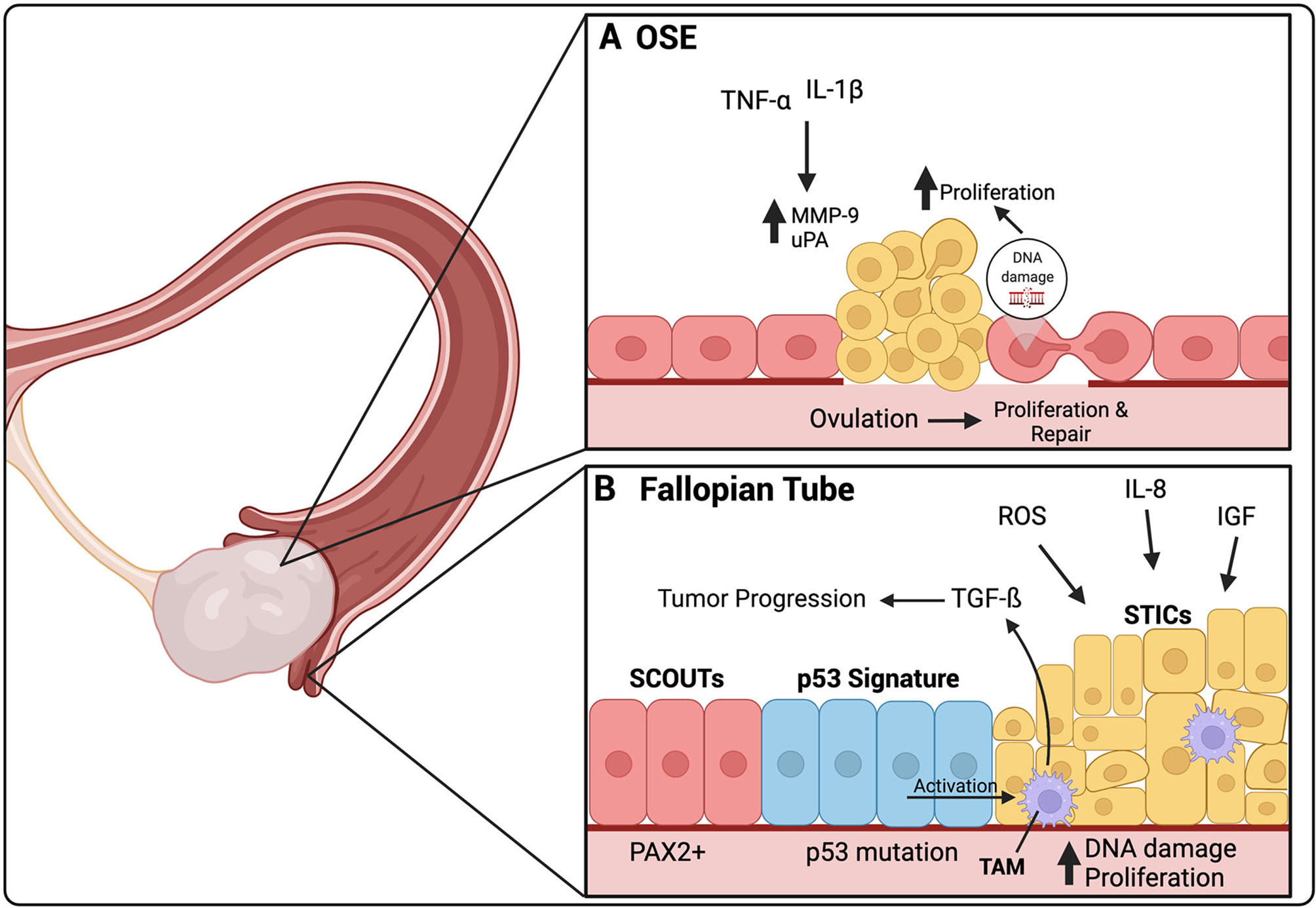 Frontiers The Transcoelomic Ecosystem And Epithelial Ovarian Cancer Dissemination