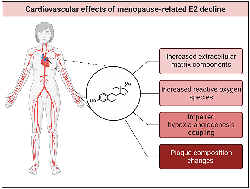 Menopause and Women Heart Health