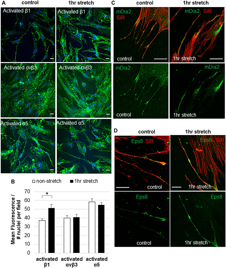 Normal The Frontiers | Glaucomatous Cells Meshwork Filopodial-Associated Stretch and Effects in Proteins of Trabecular on Integrins Mechanical and