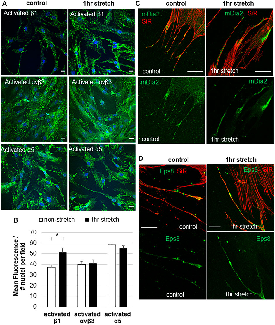 Frontiers | The Effects of Mechanical Stretch on Integrins and  Filopodial-Associated Proteins in Normal and Glaucomatous Trabecular  Meshwork Cells