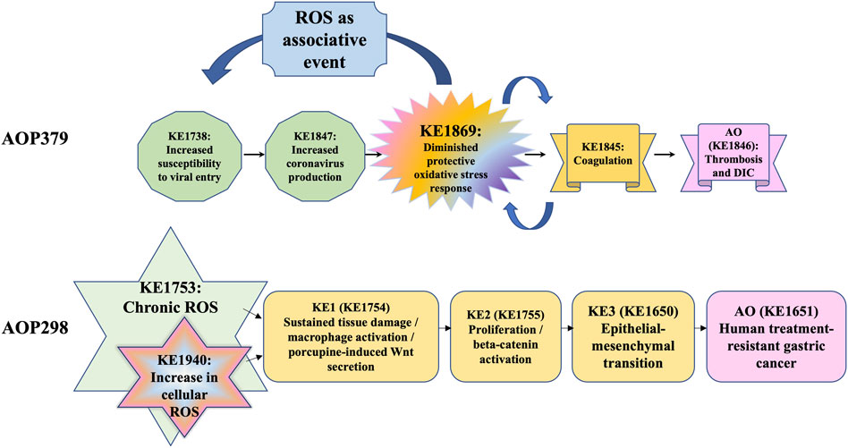 Frontiers  Reactive Oxygen Species in the Adverse Outcome Pathway  Framework: Toward Creation of Harmonized Consensus Key Events