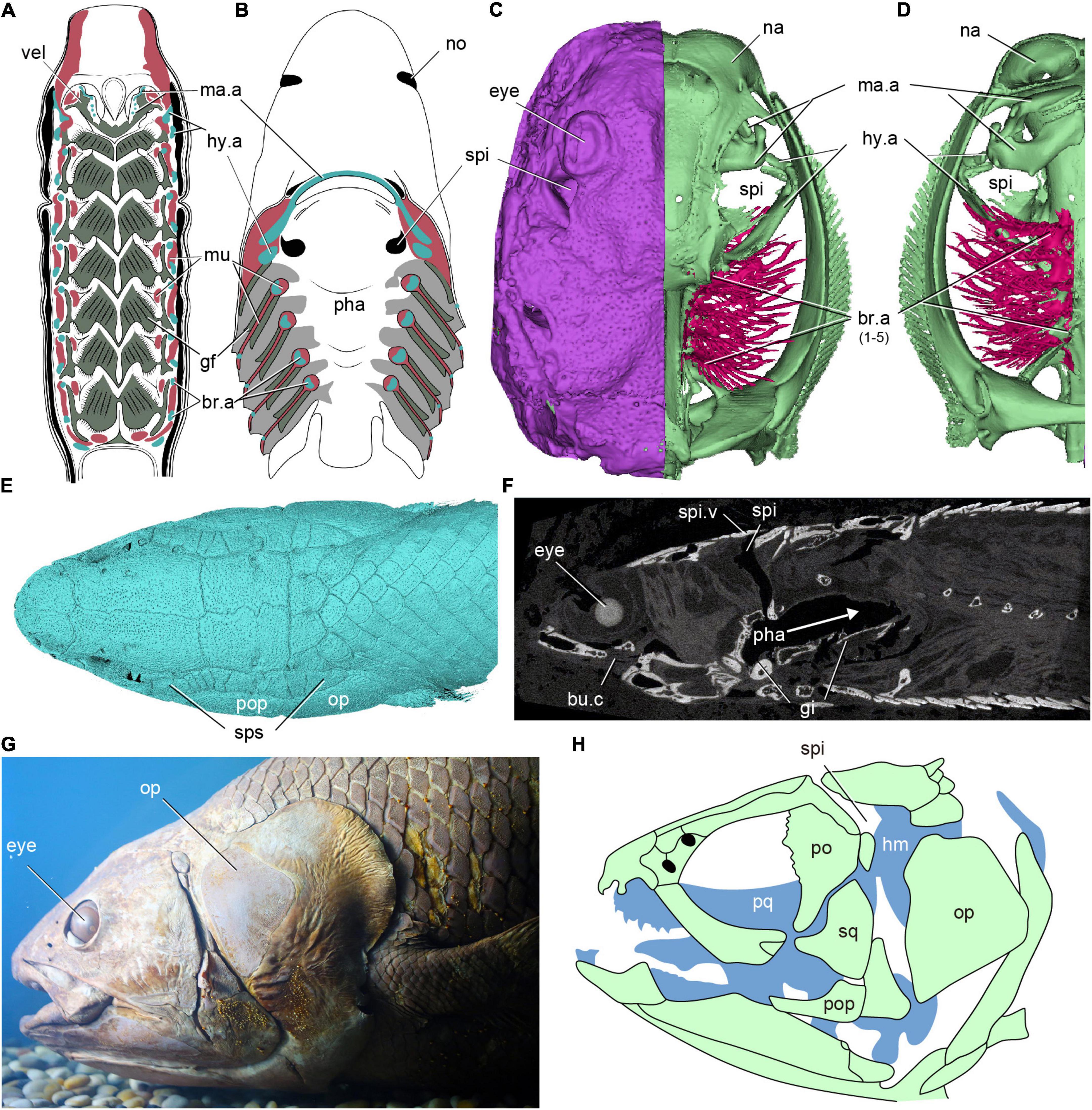 Frontiers  The Evolution of the Spiracular Region From Jawless