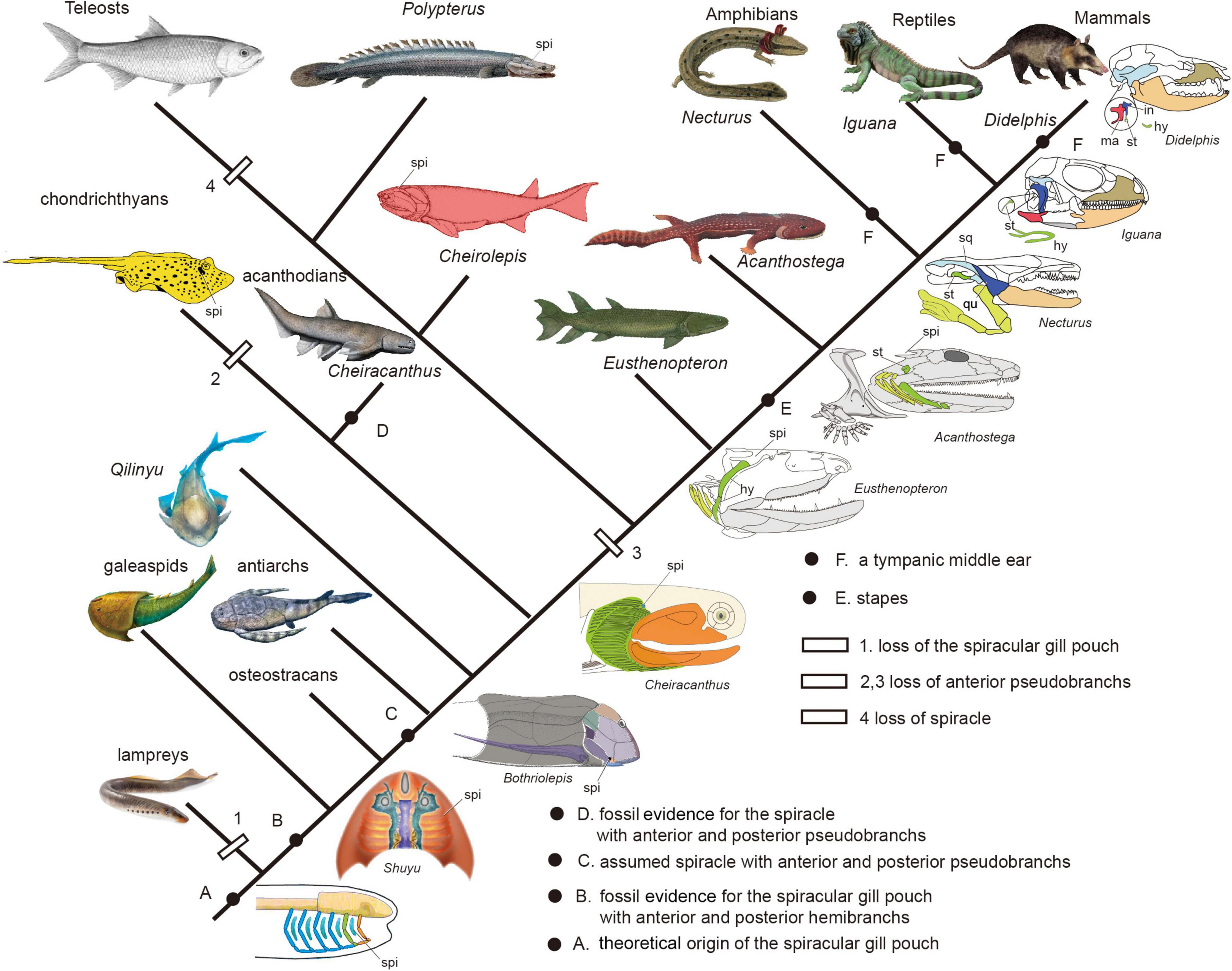 Frontiers  The Evolution of the Spiracular Region From Jawless Fishes to  Tetrapods