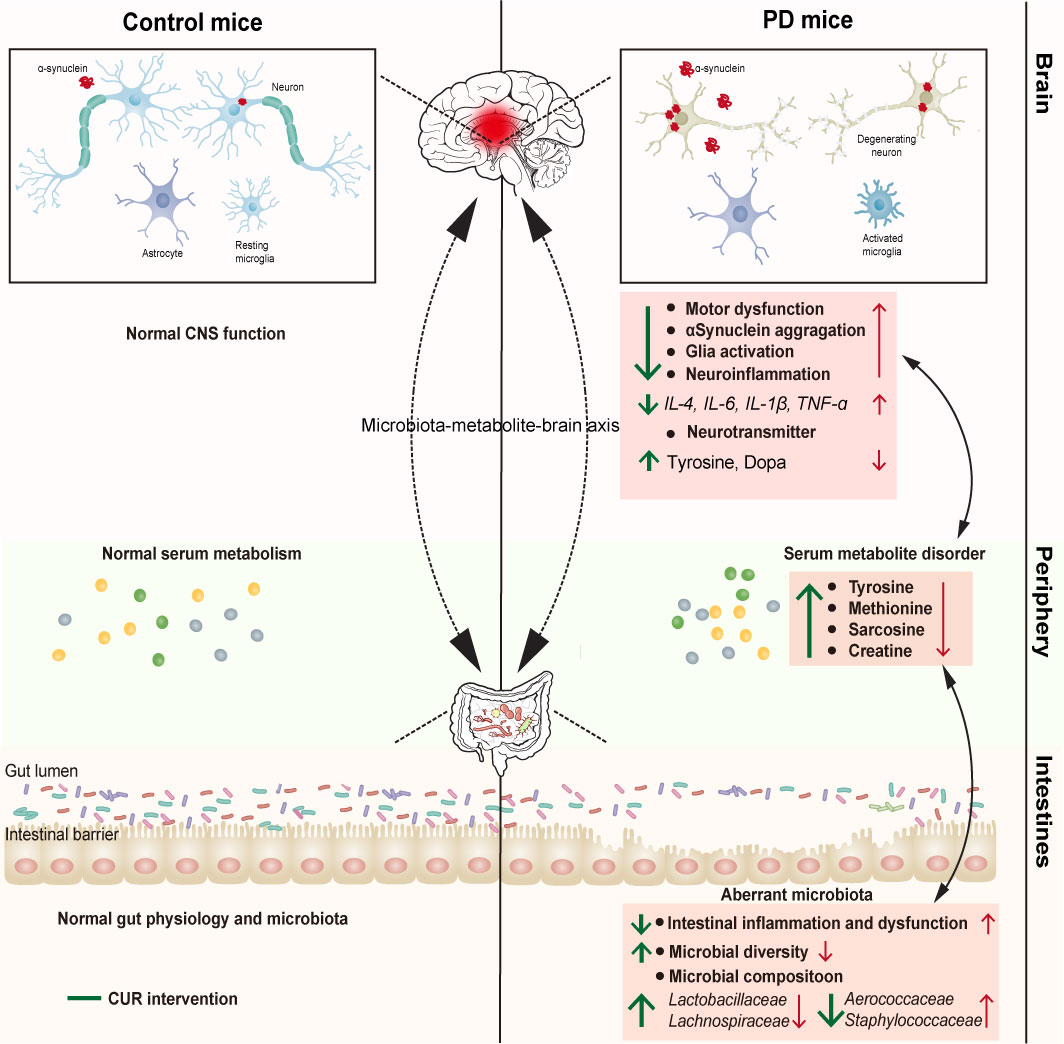 Fiber deprivation and microbiome-borne curli shift gut bacterial  populations and accelerate disease in a mouse model of Parkinson's disease  - ScienceDirect