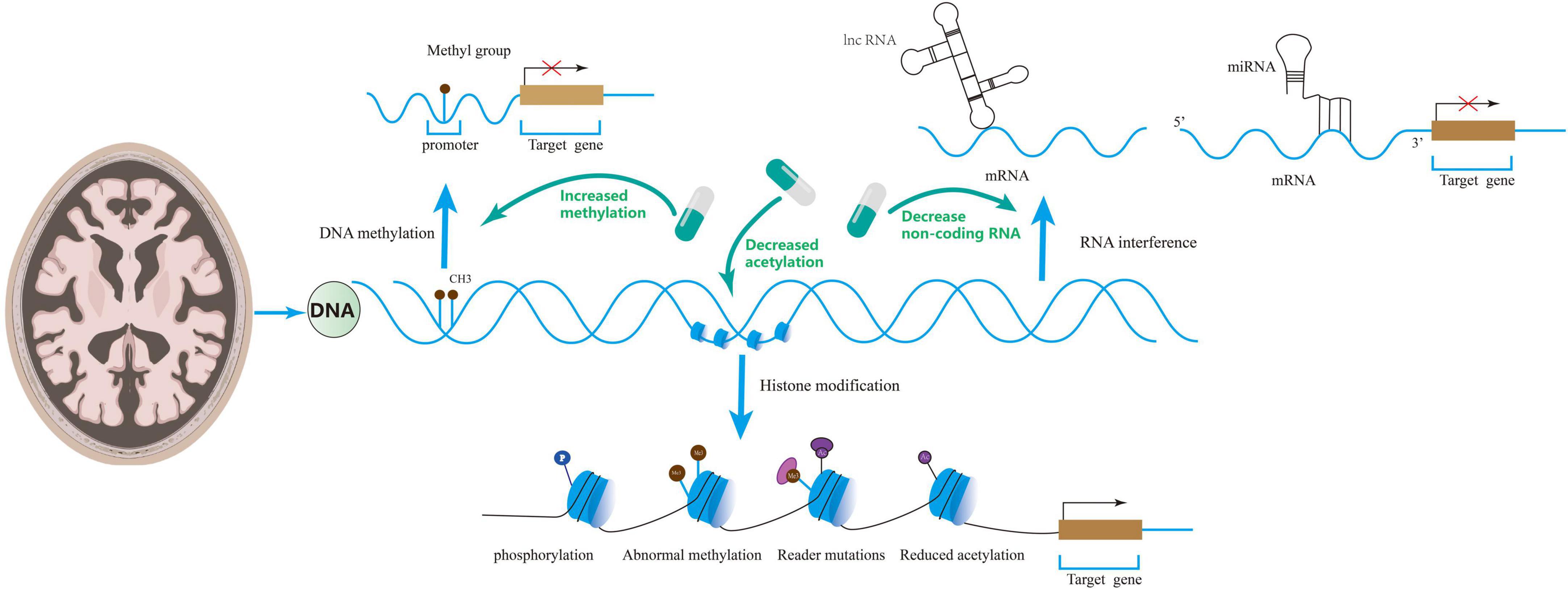 Frontiers Epigenetics in Alzheimer's Disease