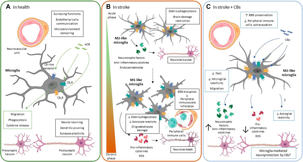 Stroke subtype-dependent synapse elimination by reactive gliosis in mice