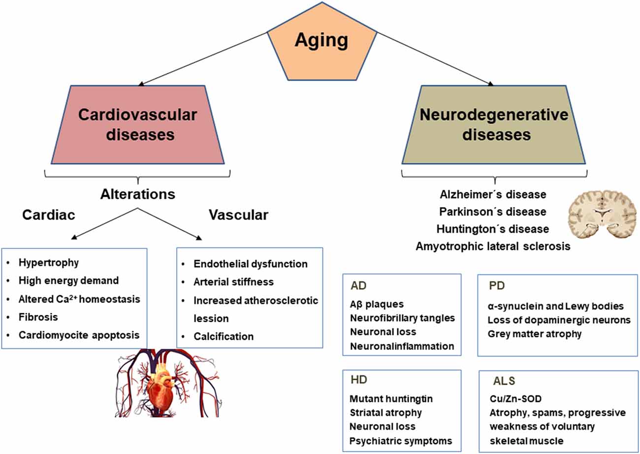 PDF) Influence of artificial aging: mechanical and physicochemical