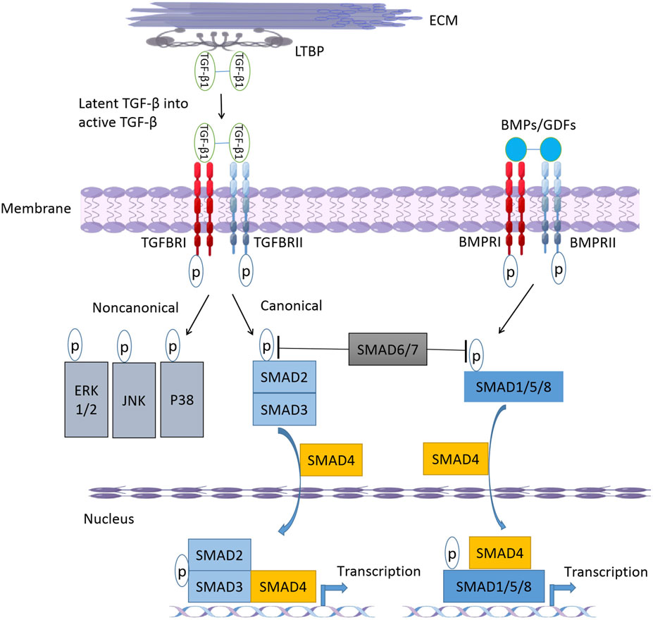 Molecular Mechanisms in Genetic Aortopathy–Signaling Pathways and Potential  Interventions