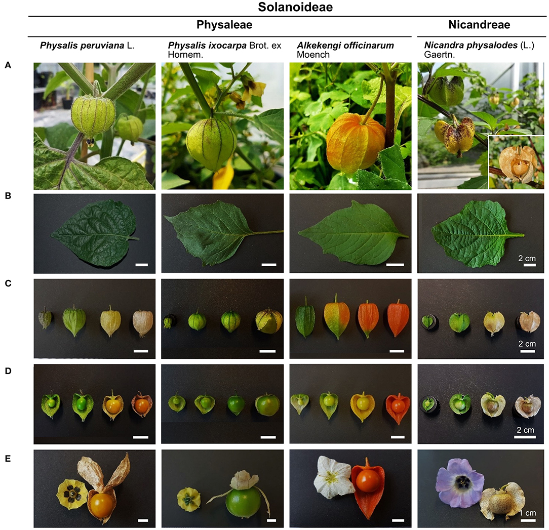 PDF] Plant trichomes and the biomechanics of defense in various systems,  with Solanaceae as a model