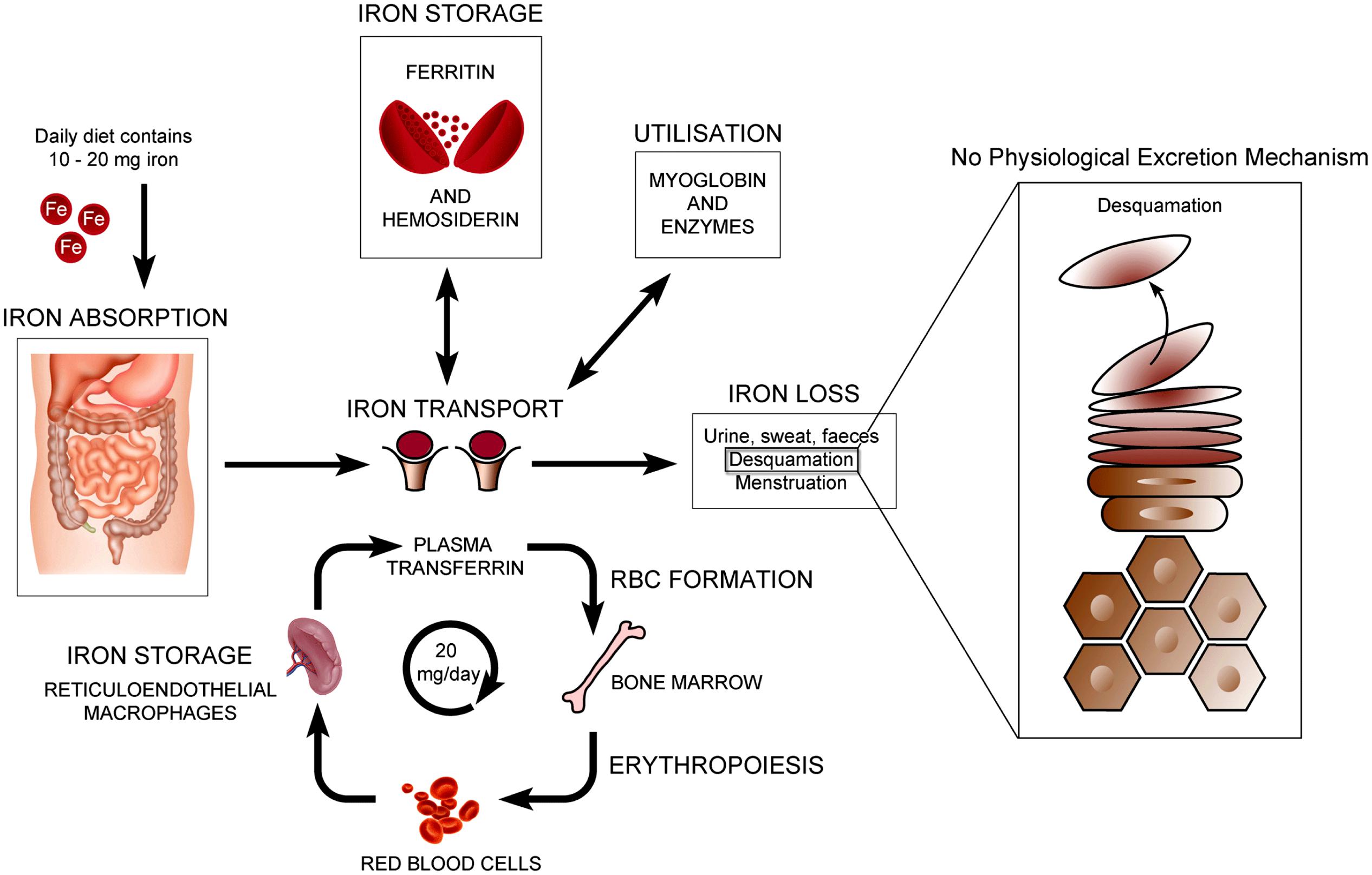 Frontiers | The role of iron in the skin and cutaneous ... diagram of impetigo 