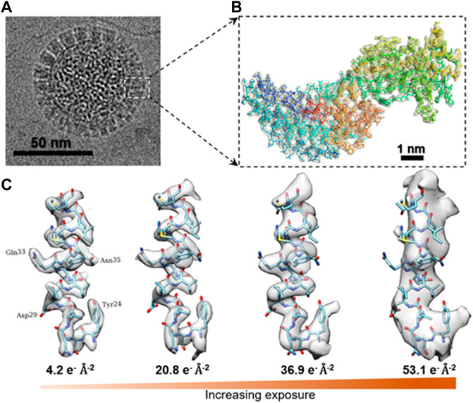 Frontiers  Cryo-electron tomography related radiation-damage